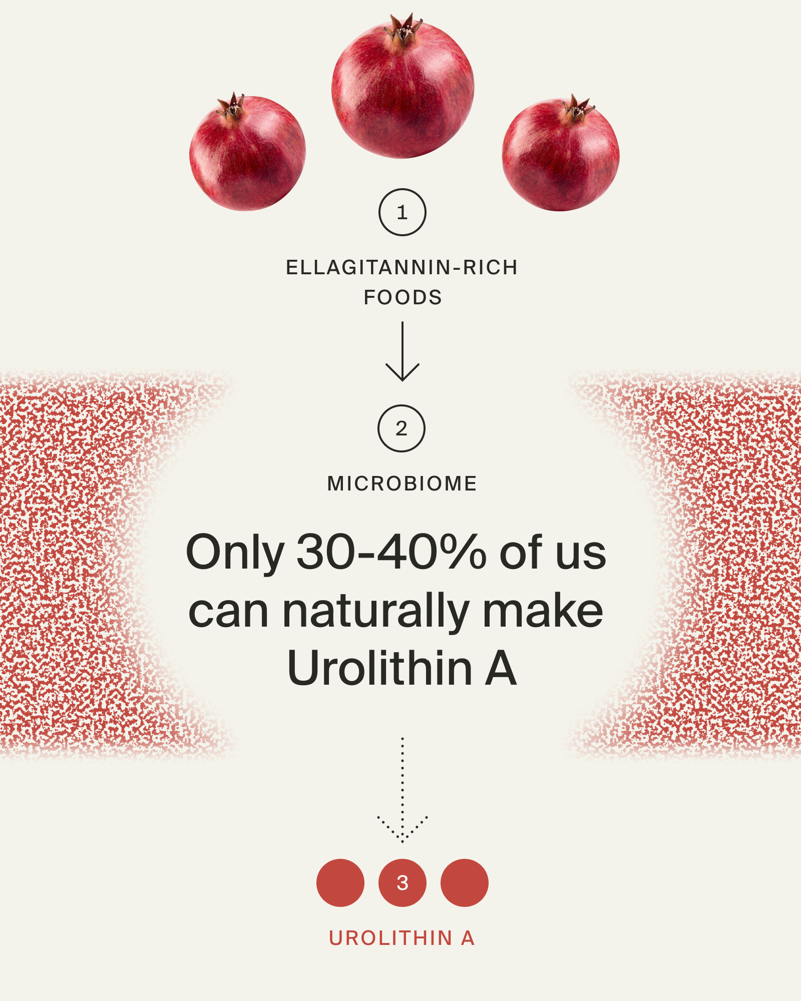 Infographic of how most of us cannot make enough Urolithin A naturally