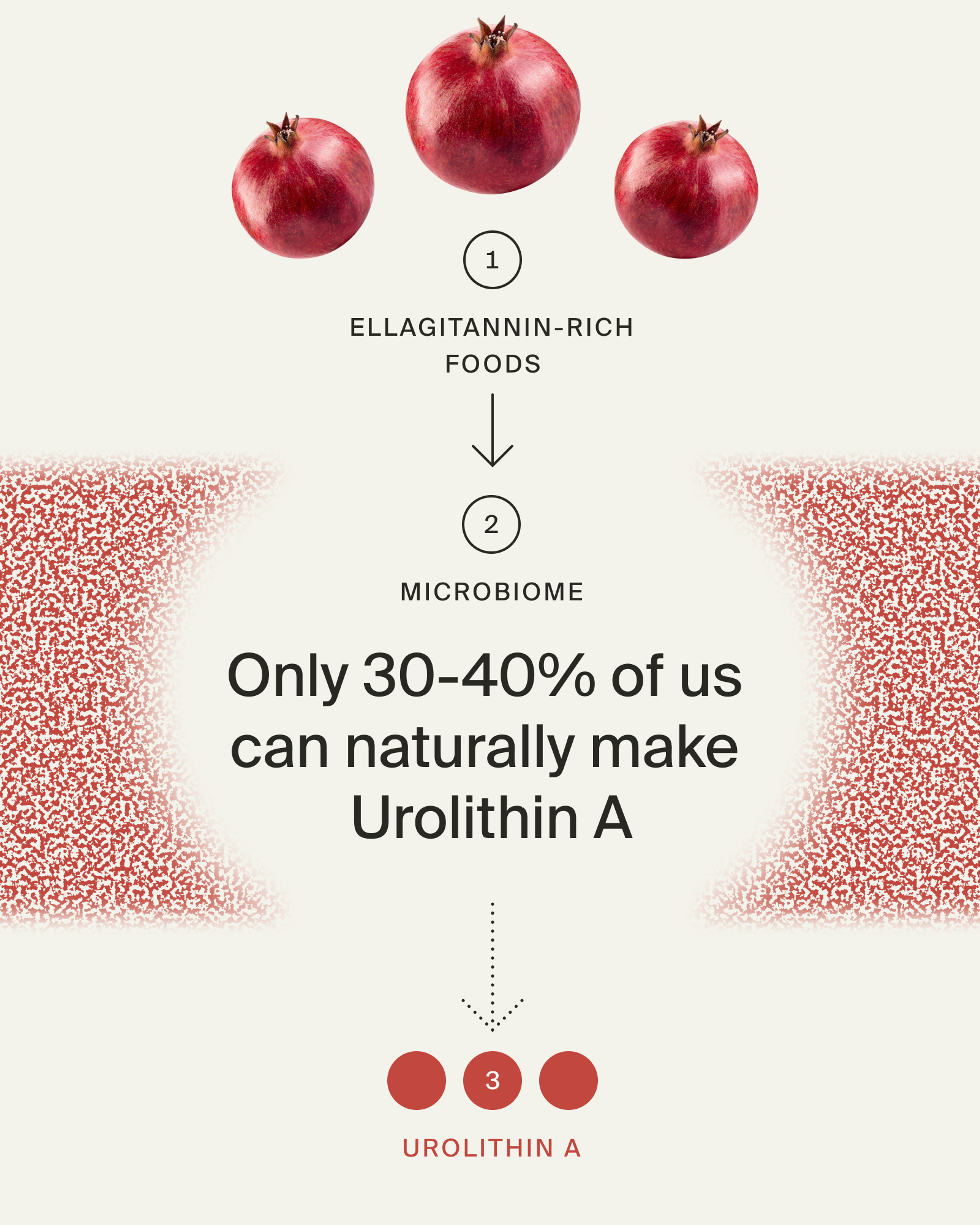 Infographic of how most of us cannot make enough Urolithin A naturally