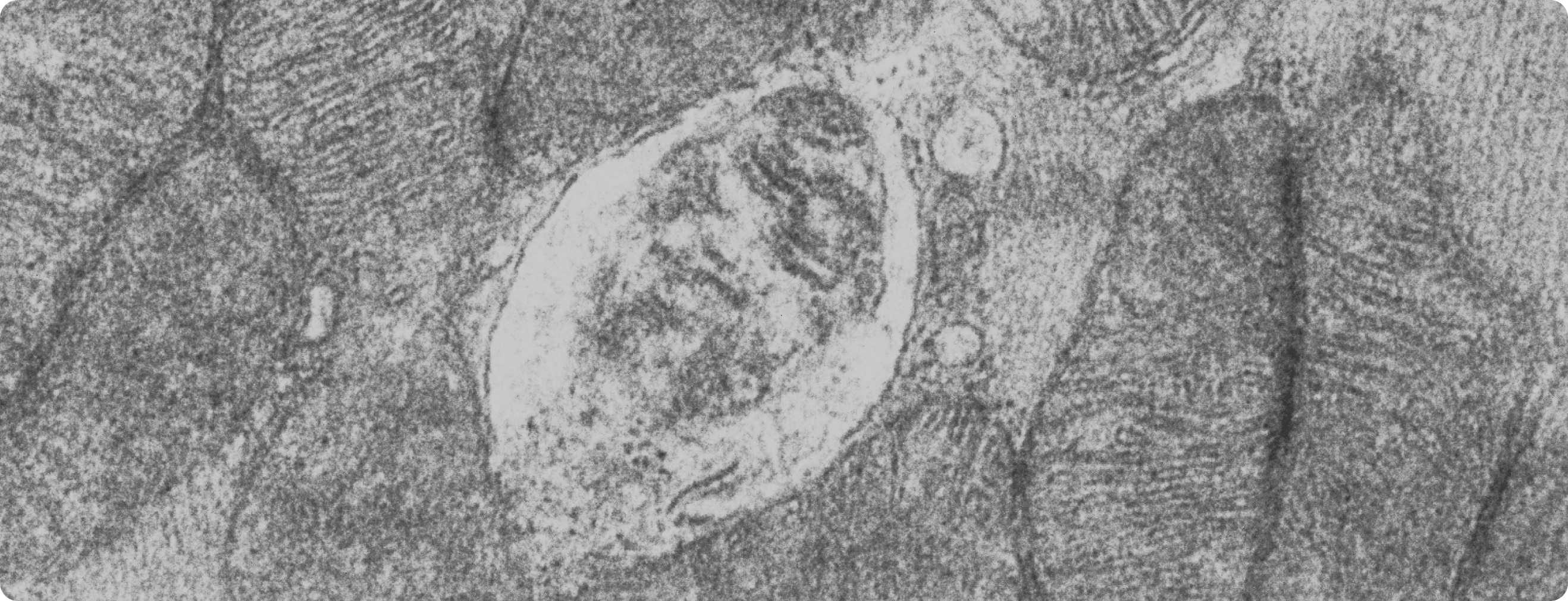 Mitochondria