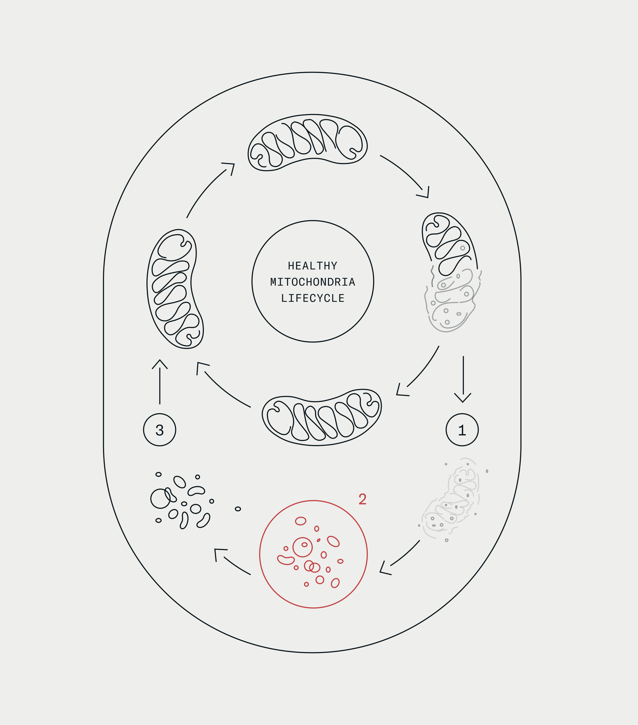 Diagram explaining mitophagy