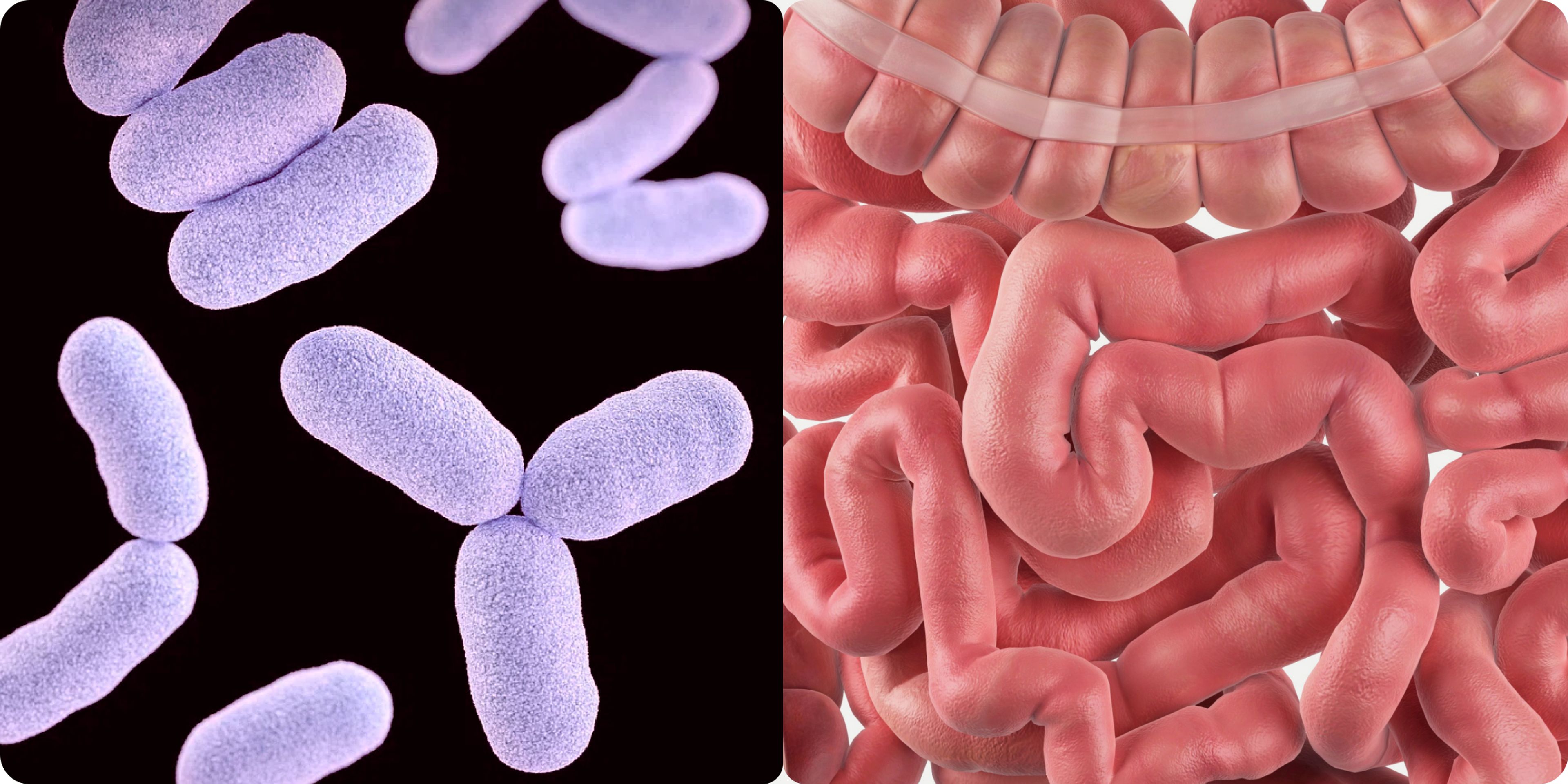 Gut microbiome