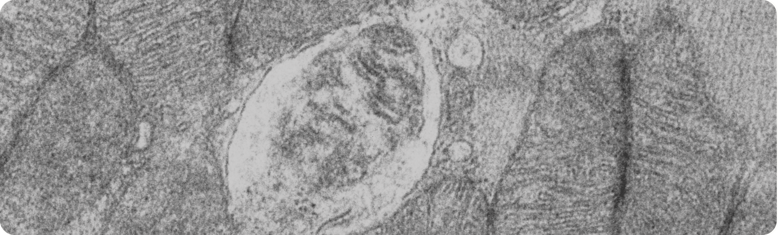 what is mitochondria