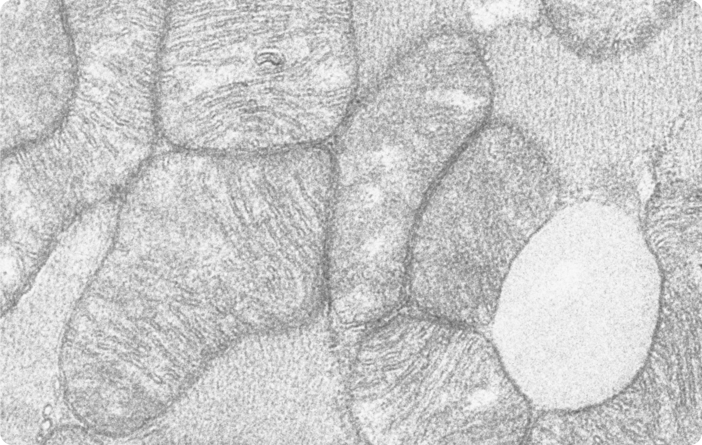 Mitochondria