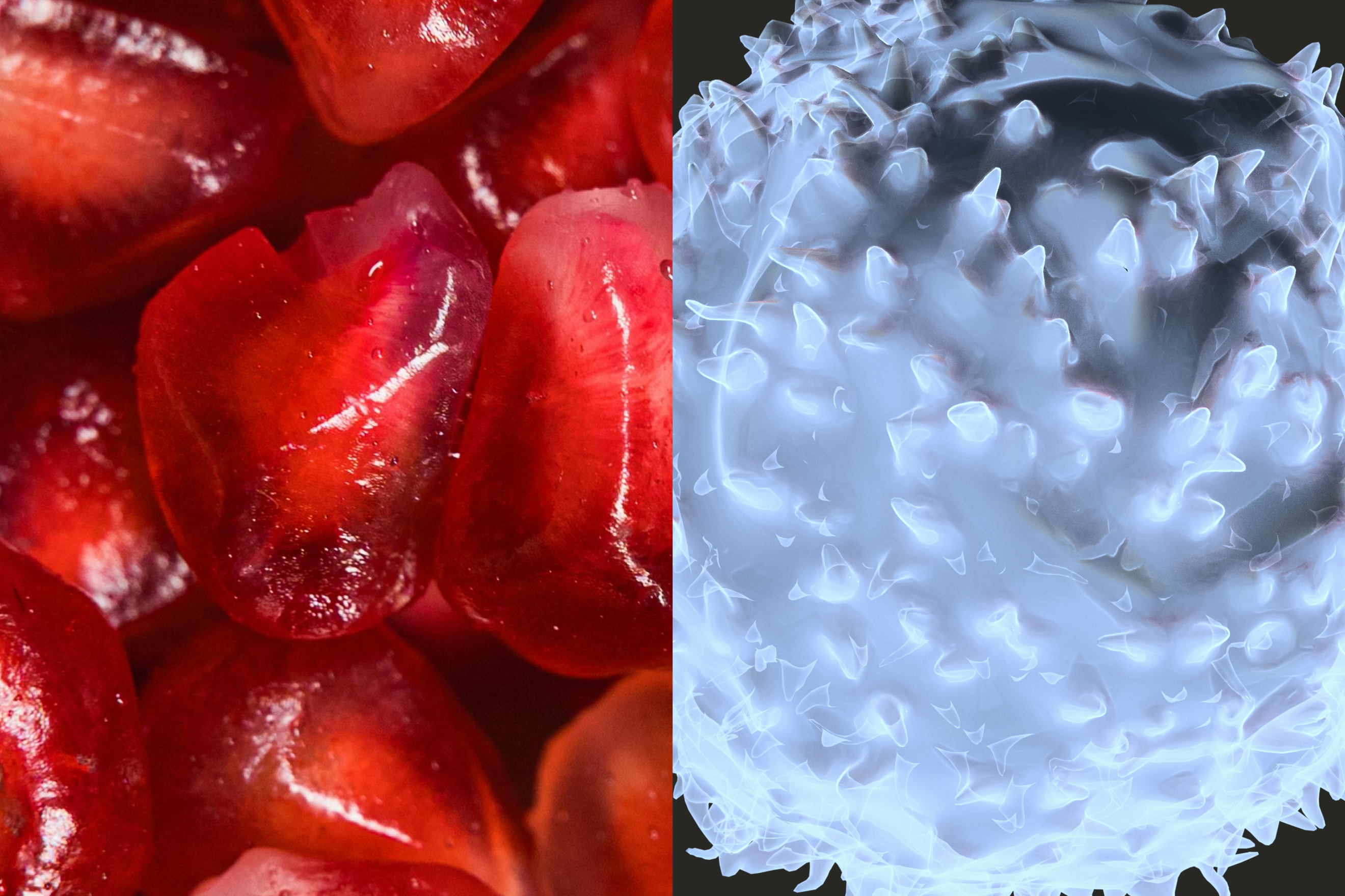 Inmune system cell. Pomegranate close-up. 