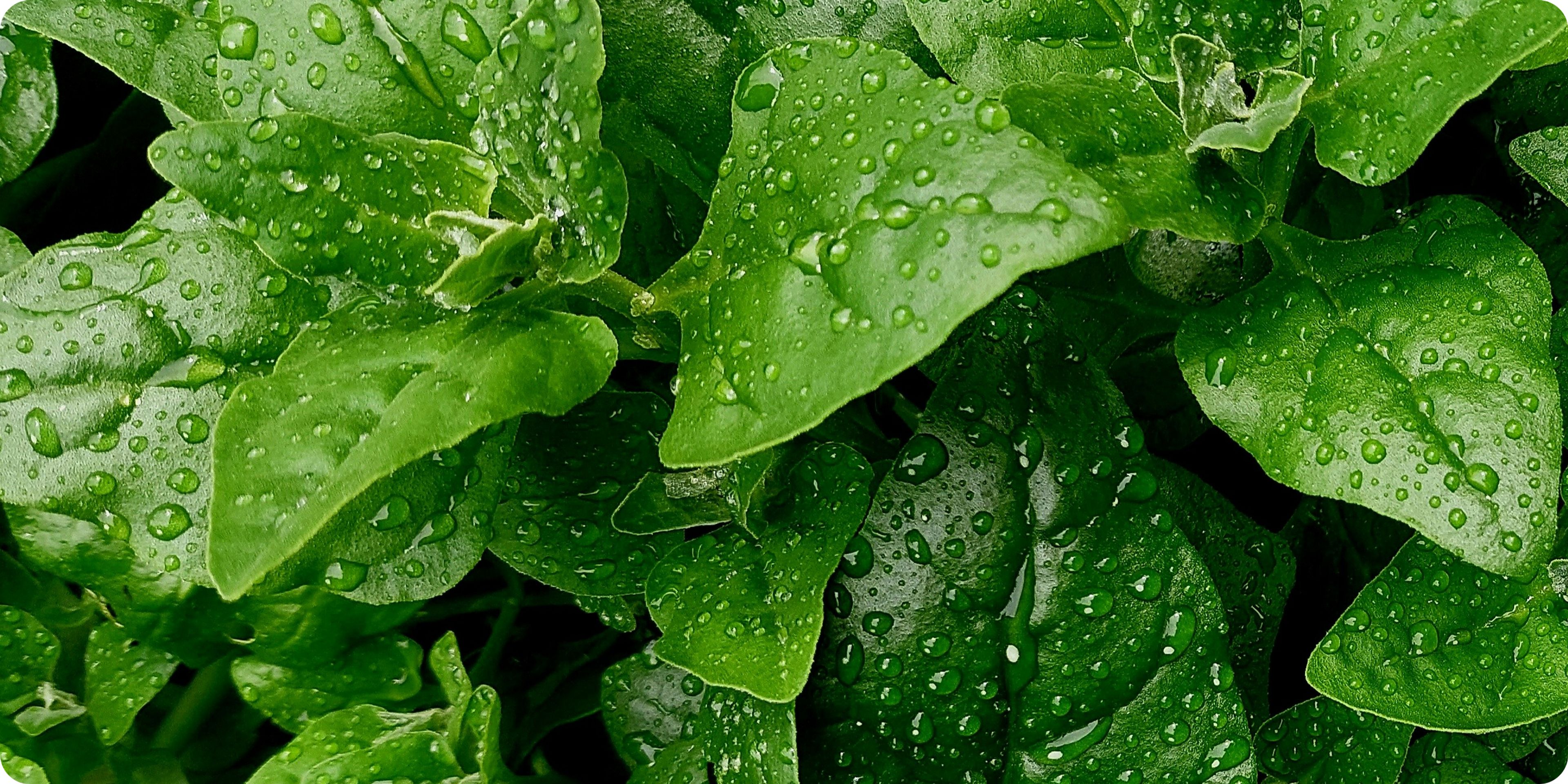 Spinach