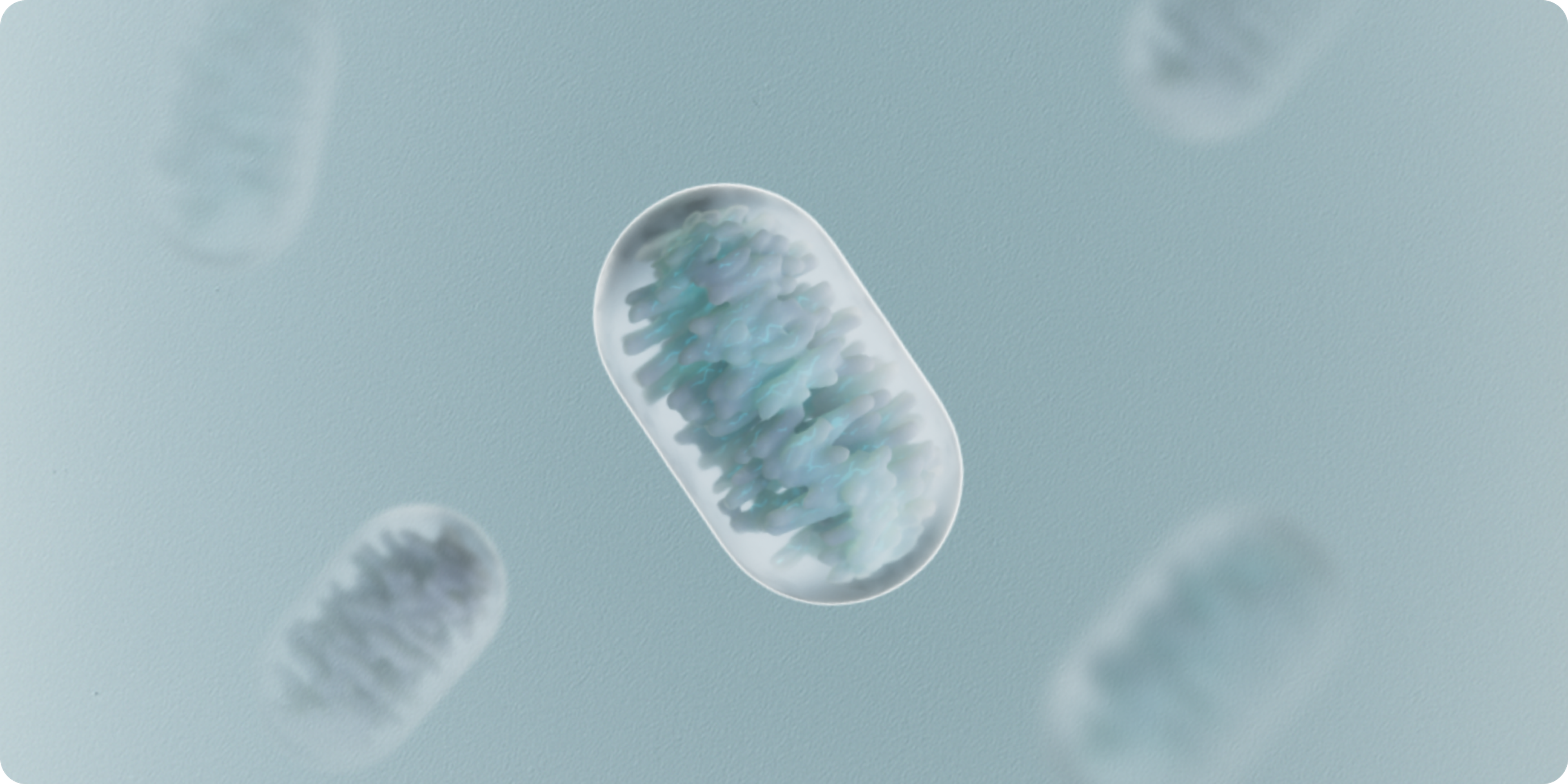 mitochondria