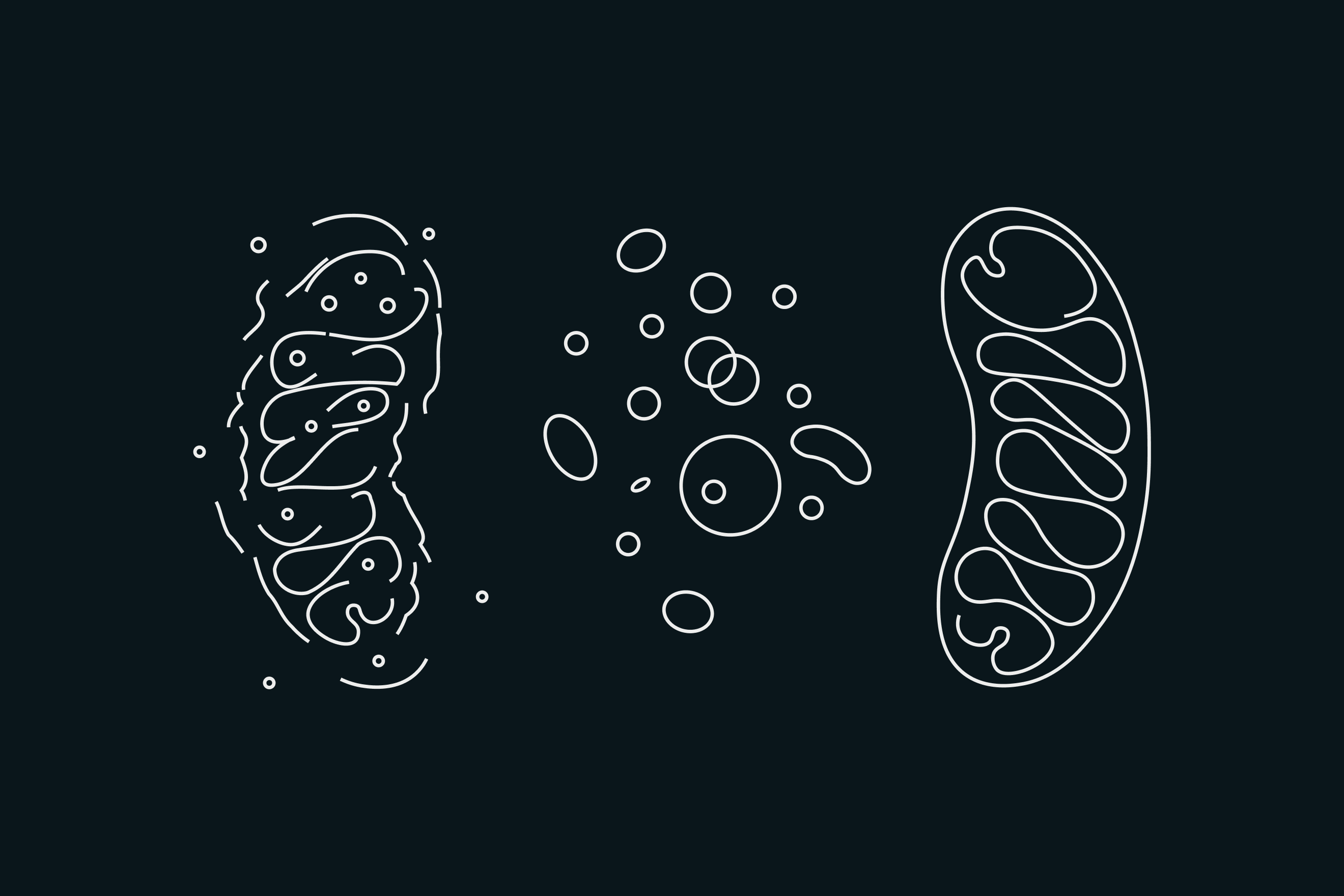 Illustration depicting a bad mitochondria next to new mitochondria and good mitochondria