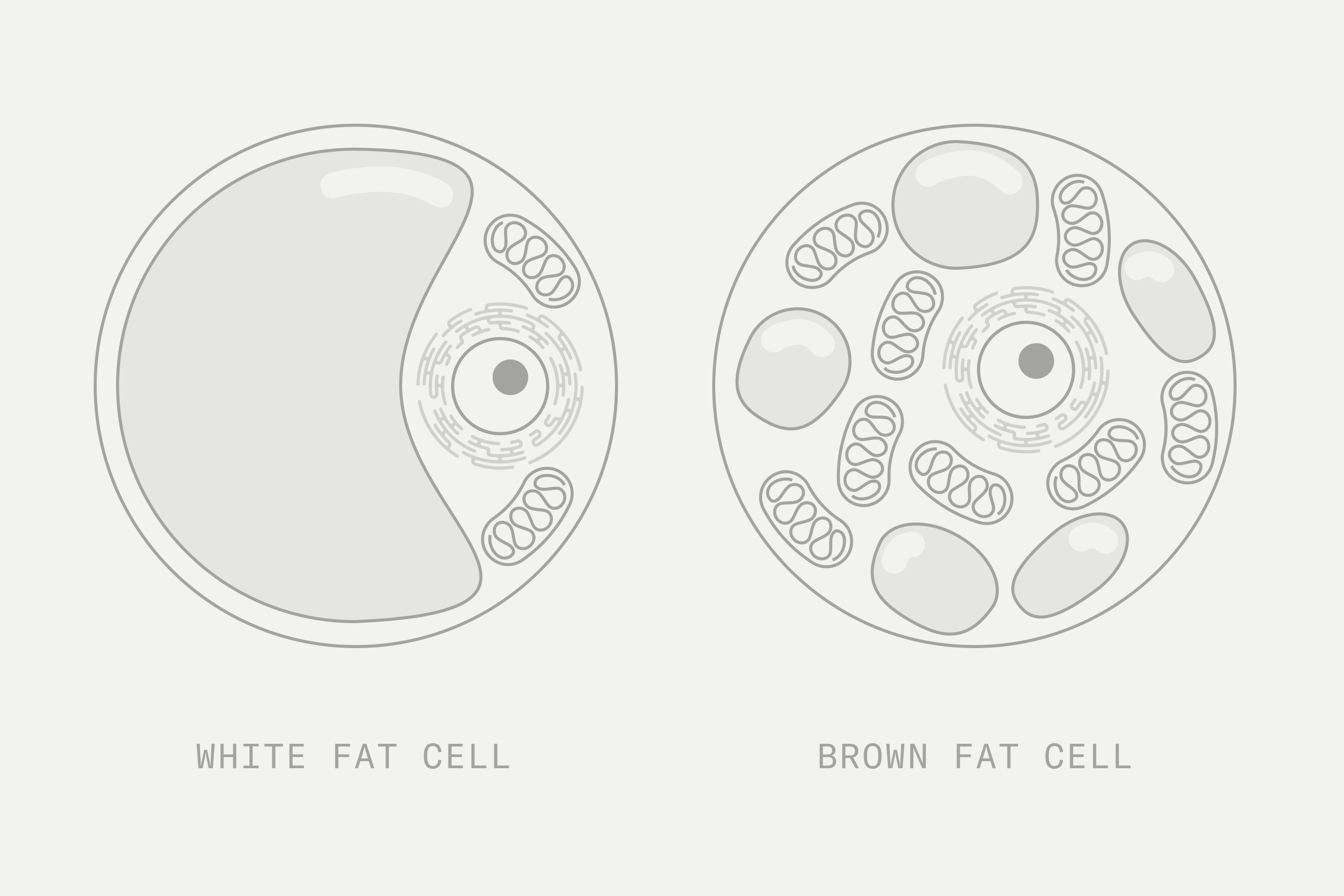 Brown Fat Cells vs White Fat Cells