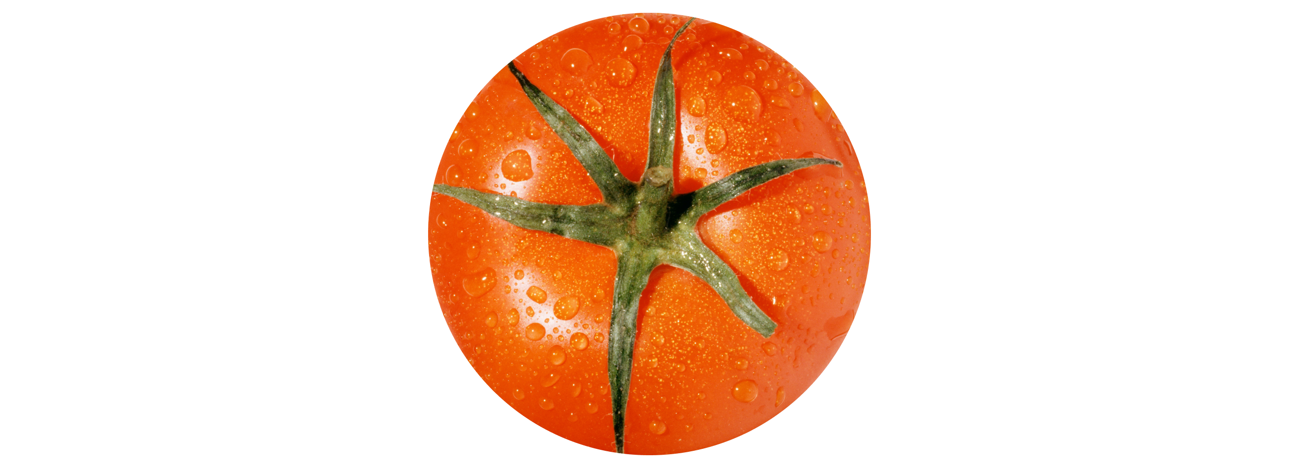 Tomato