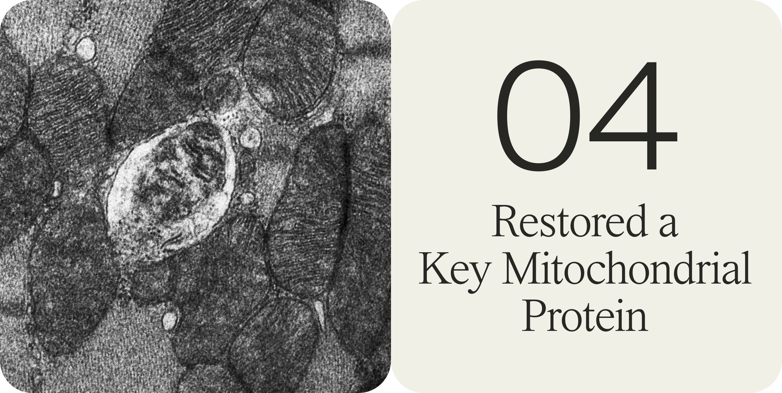 Urolithin A Restored a Key Mitochondrial Protein