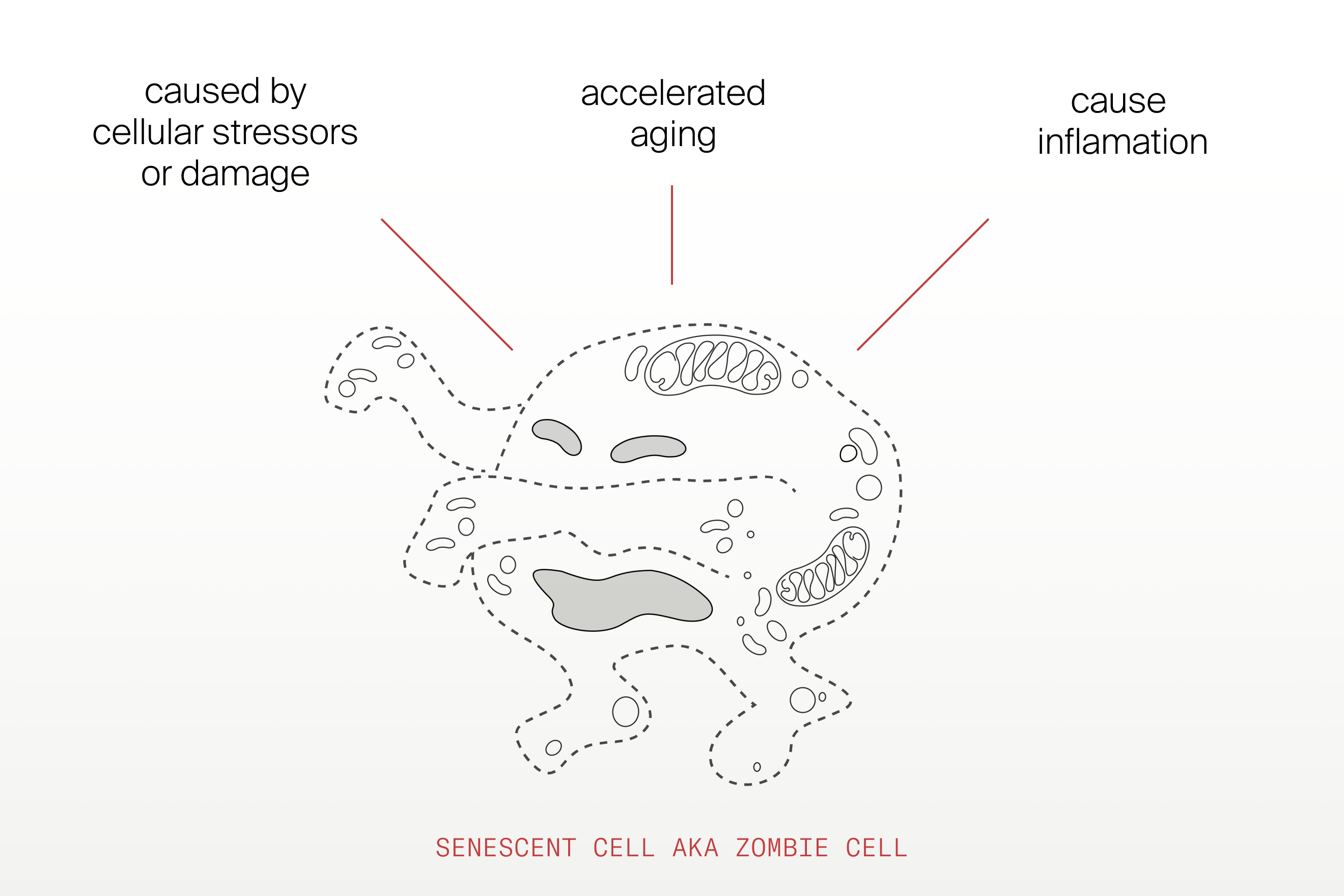 Senescent cells