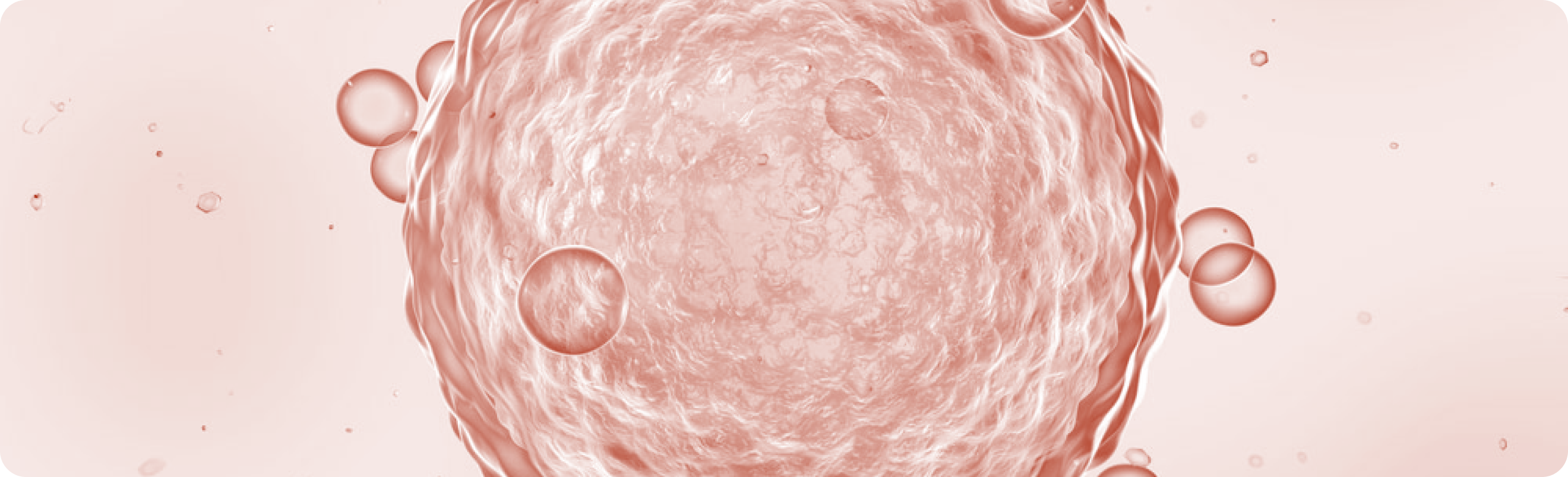mitochondria and egg quality