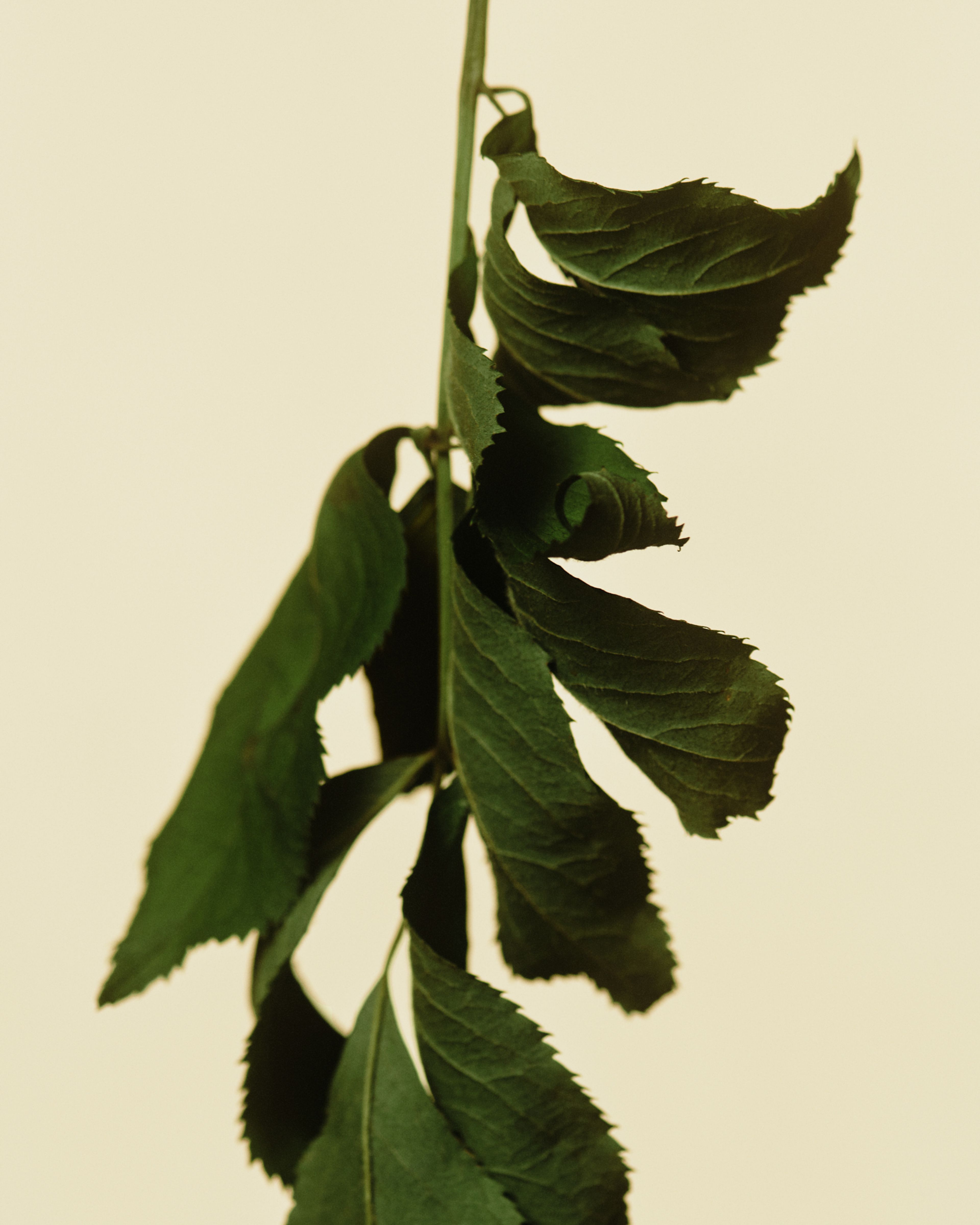 Green Tea ingredient