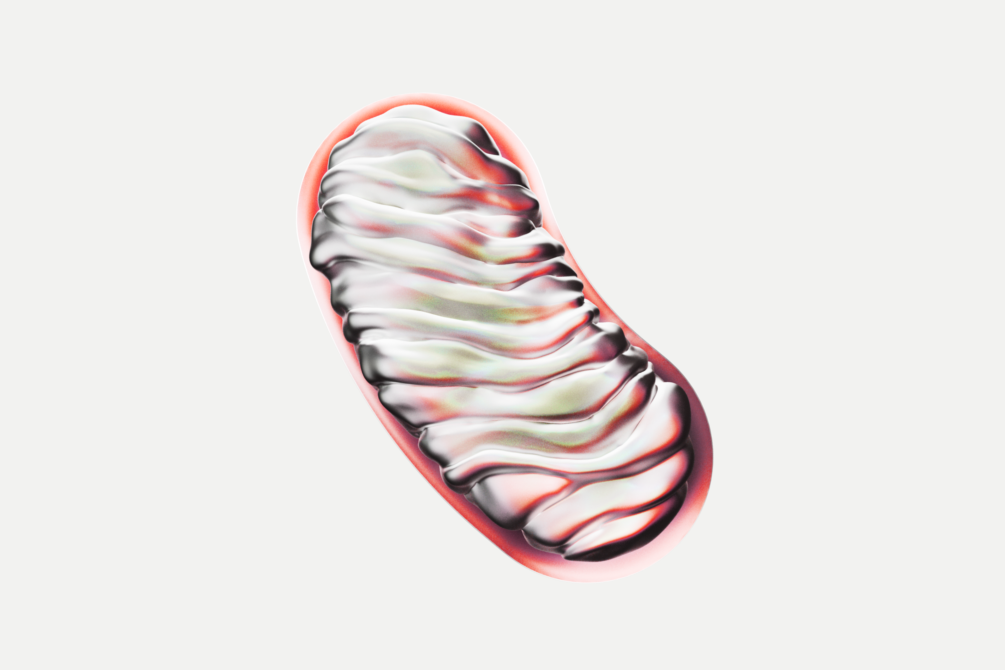 mitochondria