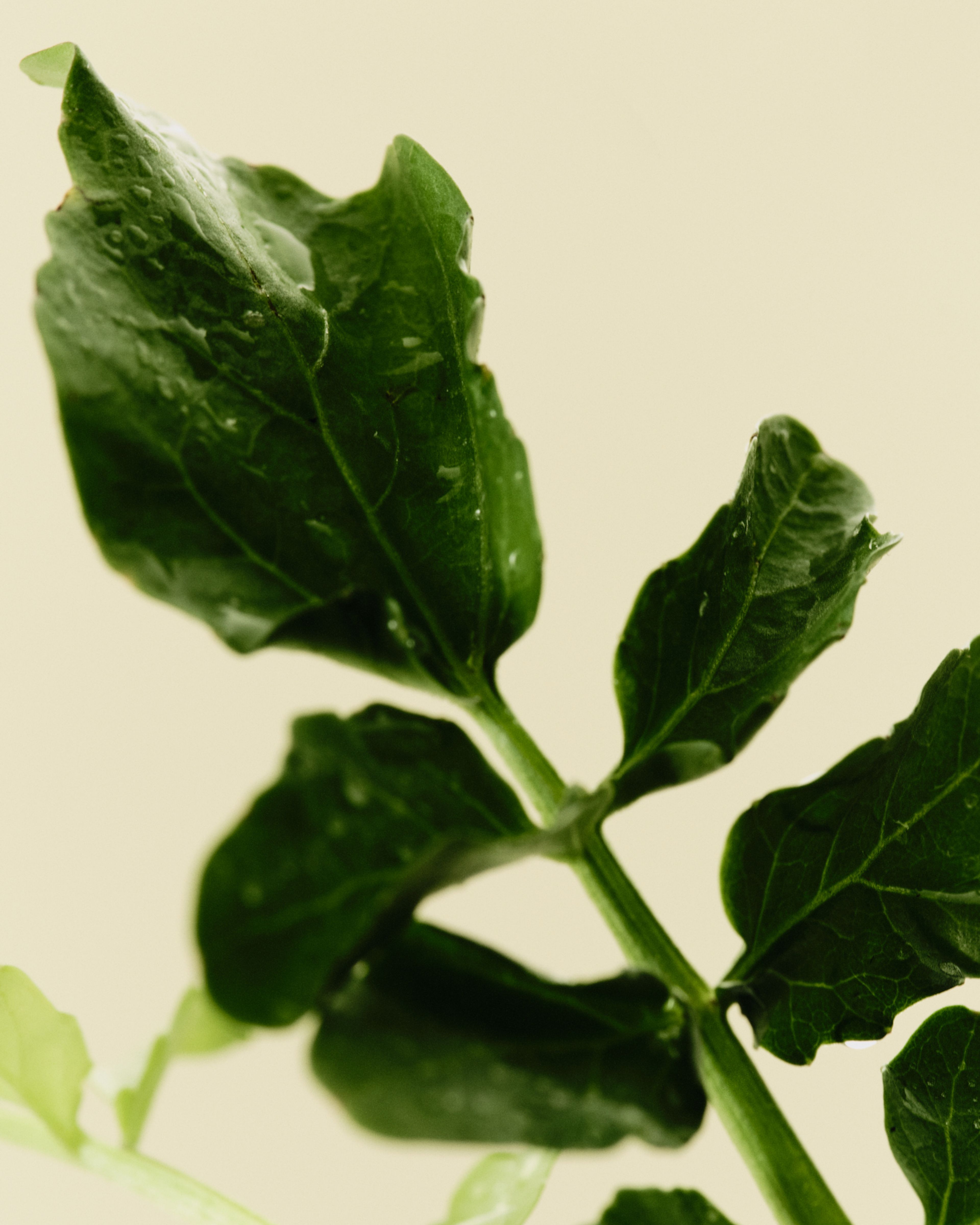 Watercress Extract ingredient