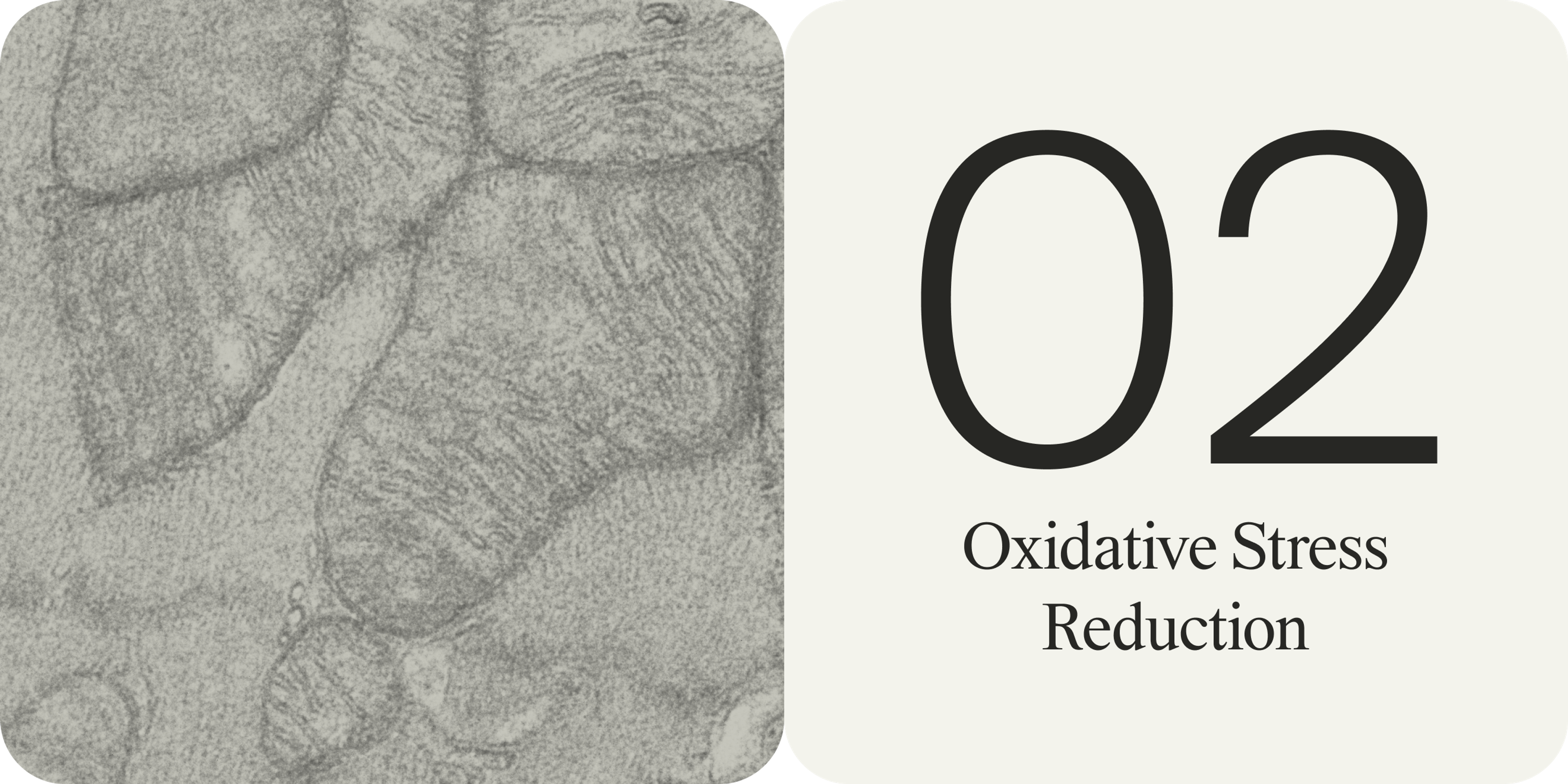 oxidative stress reduction