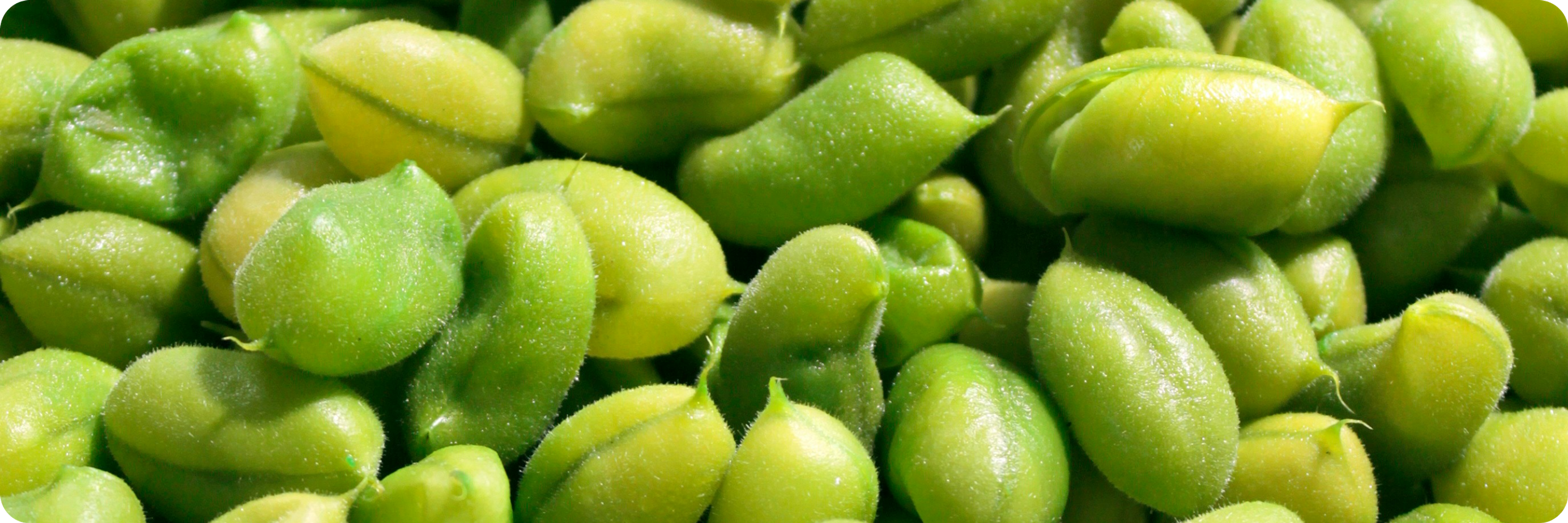 Edamame