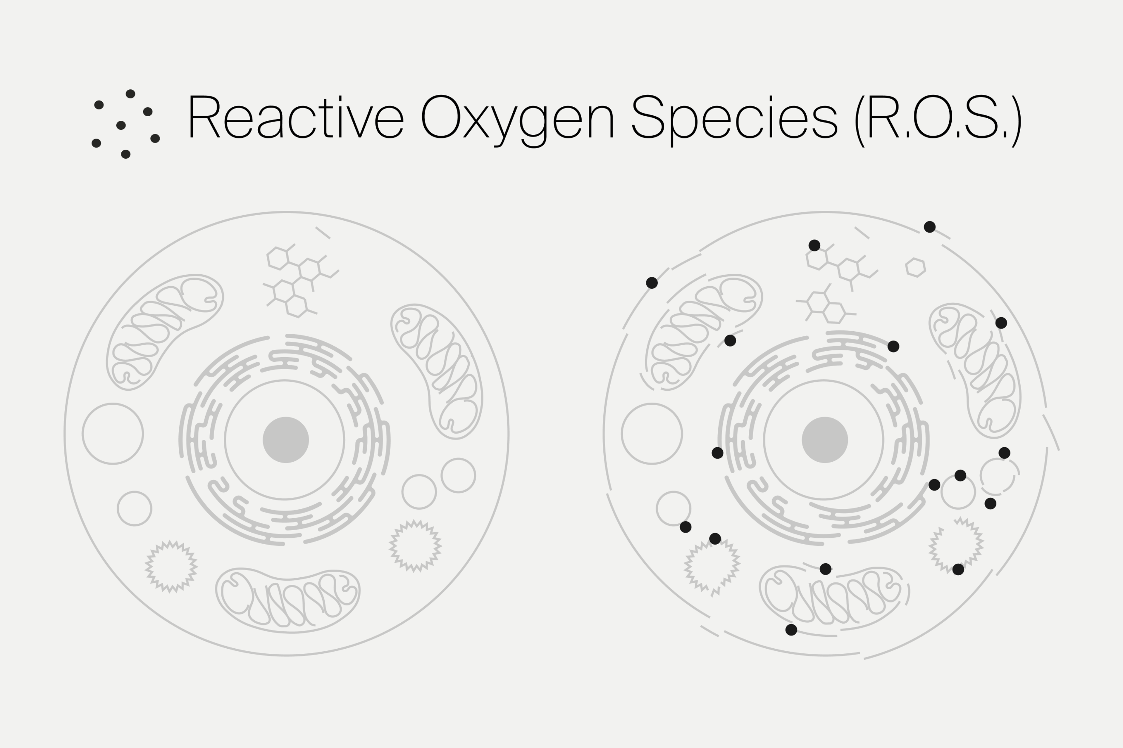Reactive Oxygen Species