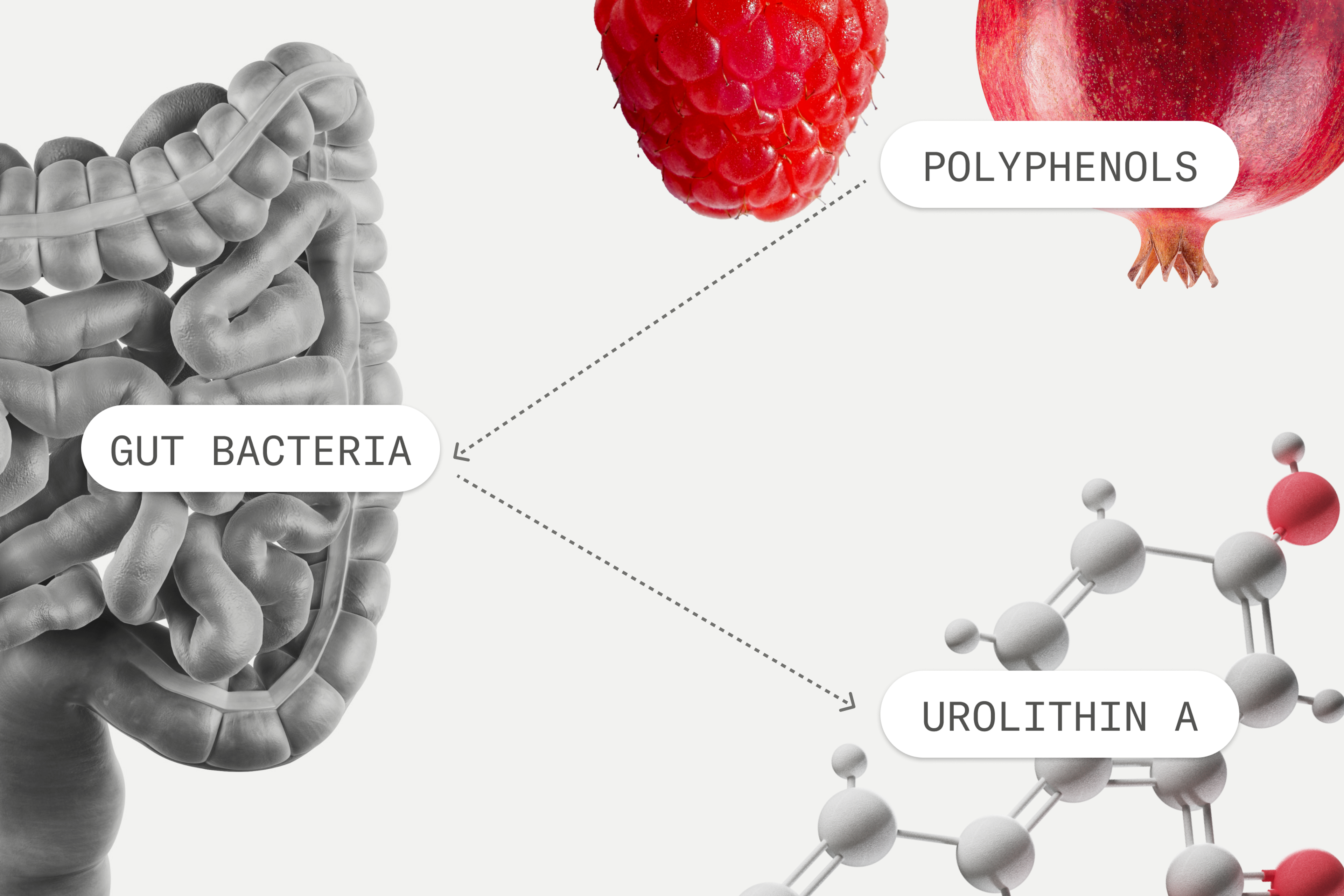 Natural synthesis of Urolithin A