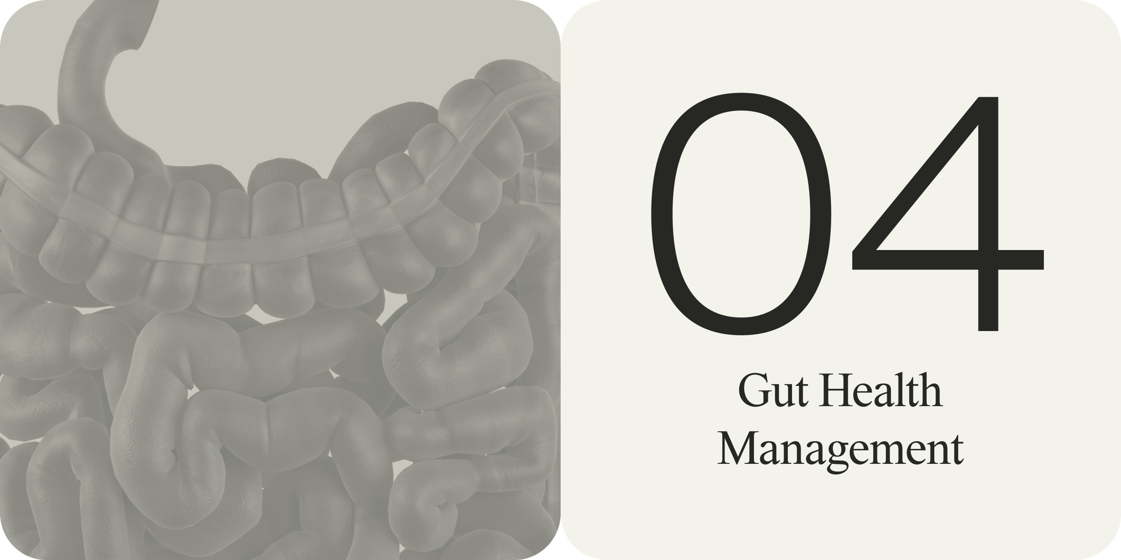 gut health support
