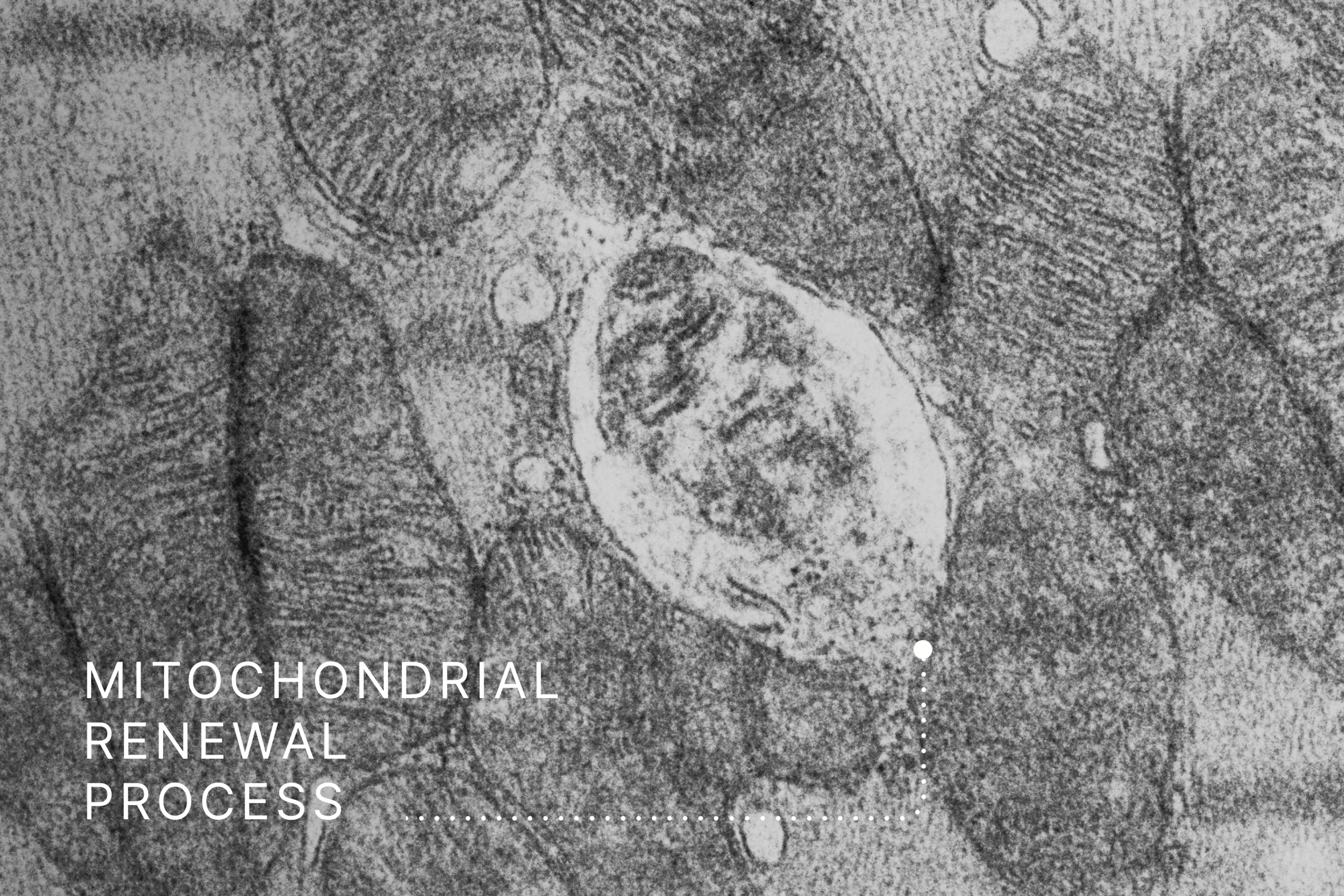 Mitochondrial renewal process