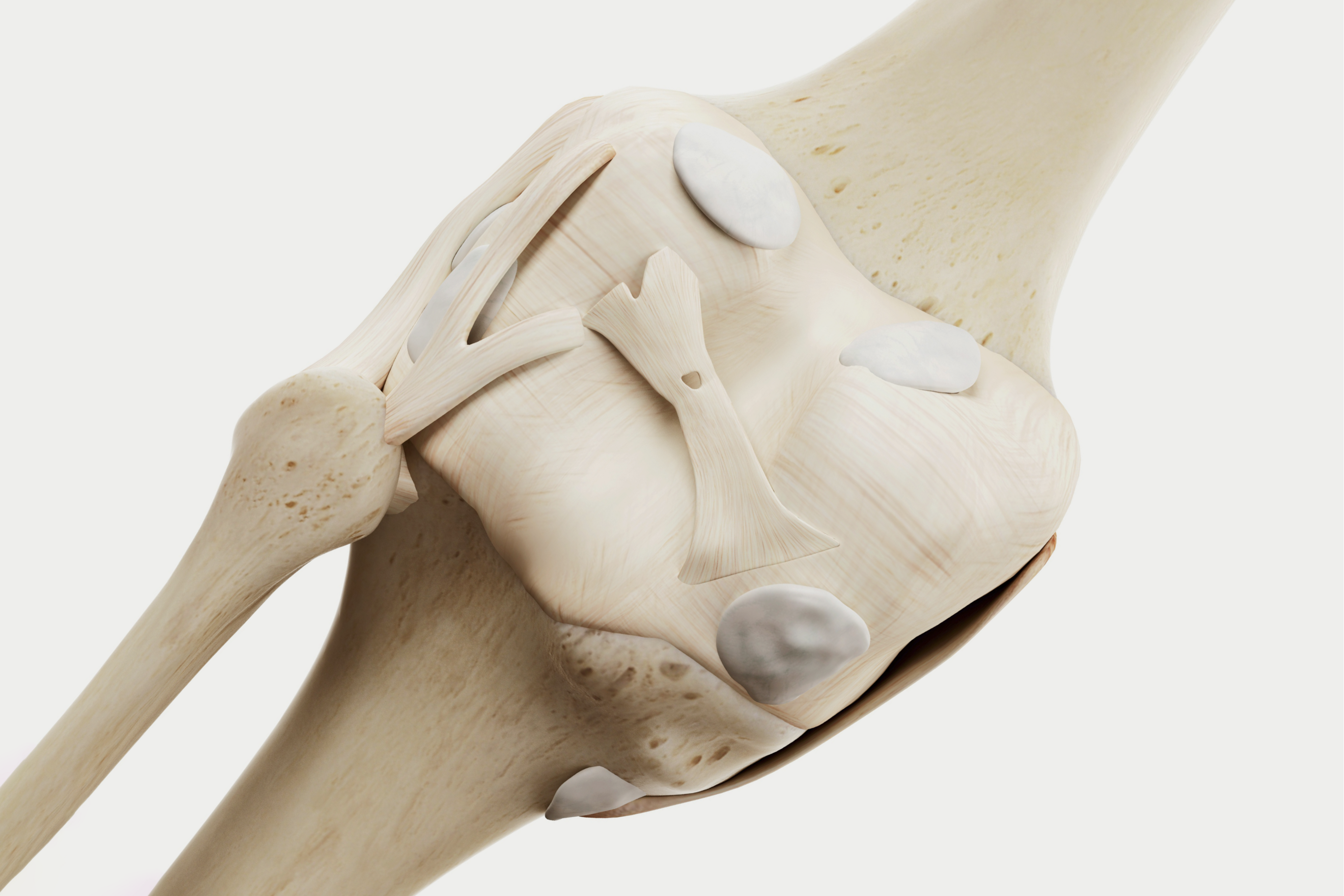 Illustration of a bone joint