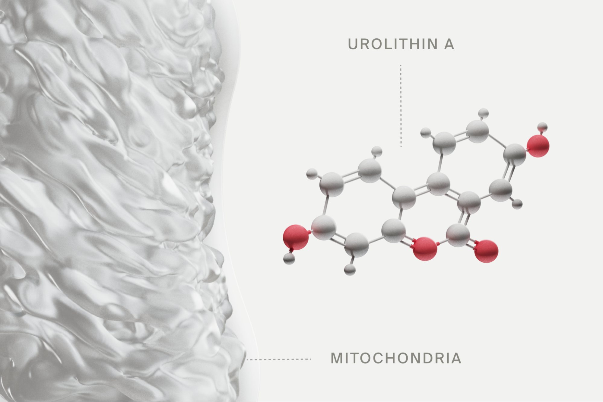 Mitochondria and Urolithin A