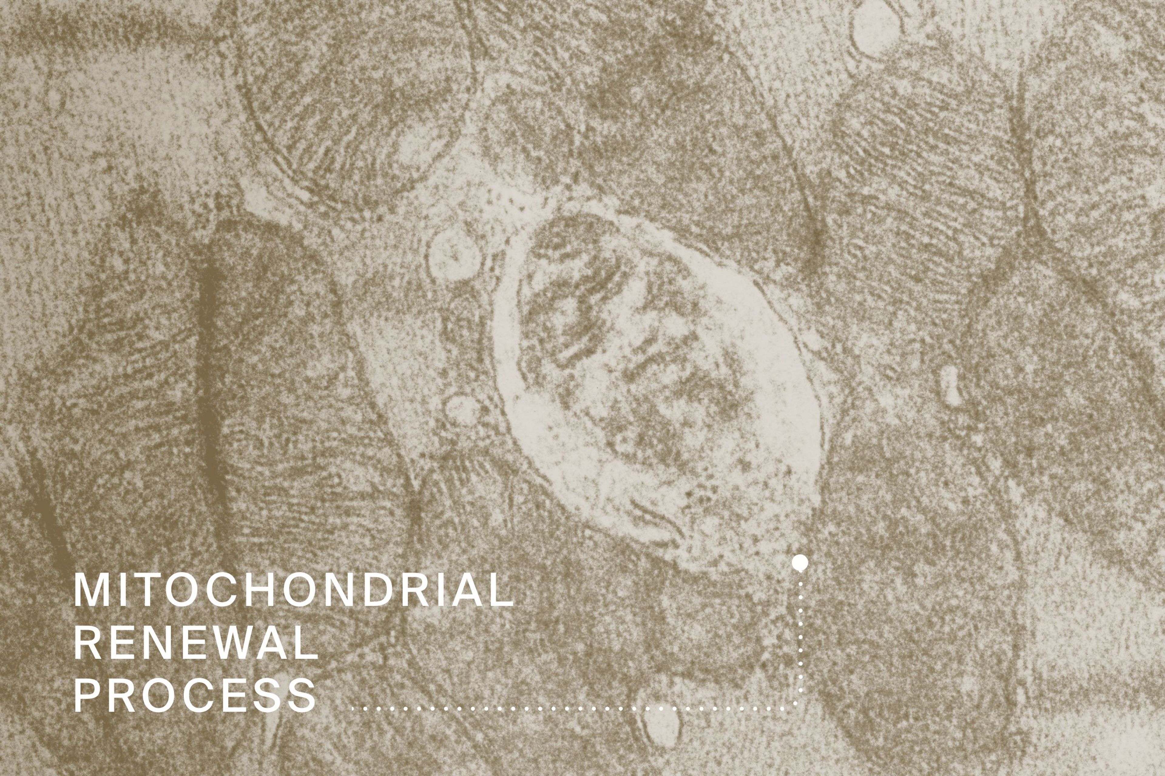 Mitochondrial Renewal Process