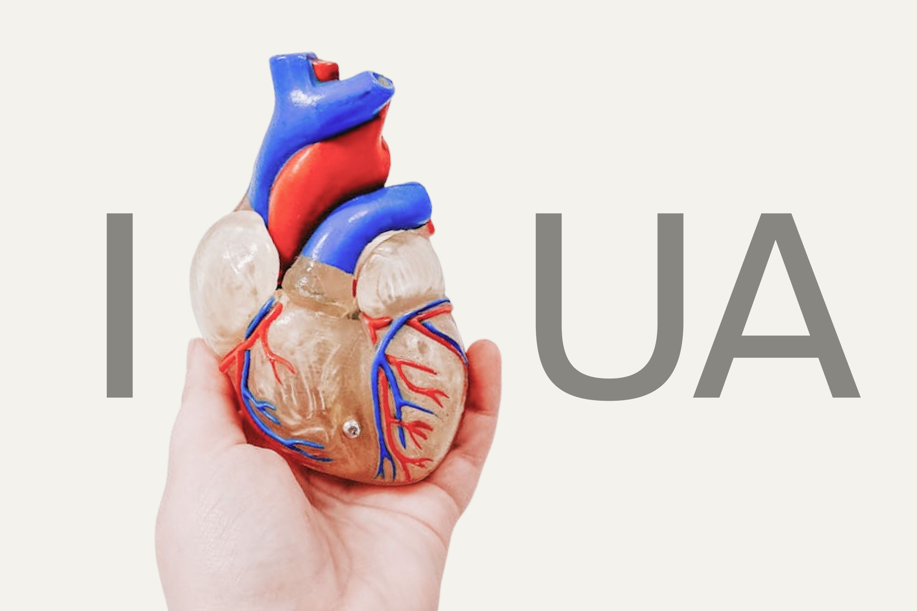 I heart Urolithin A