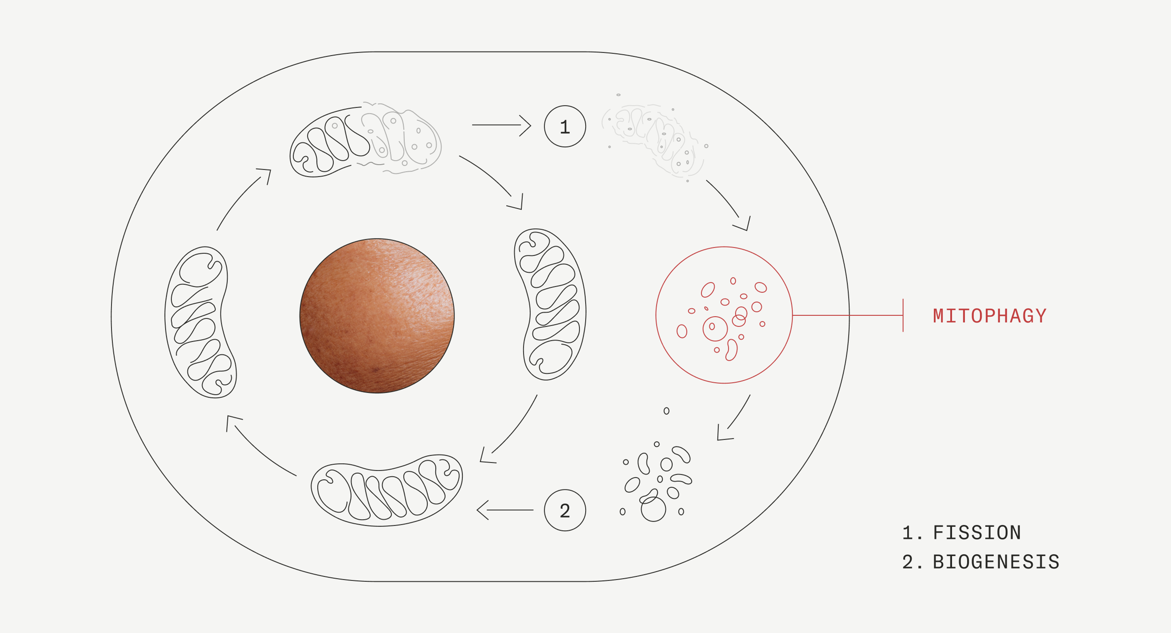 Mitophagy