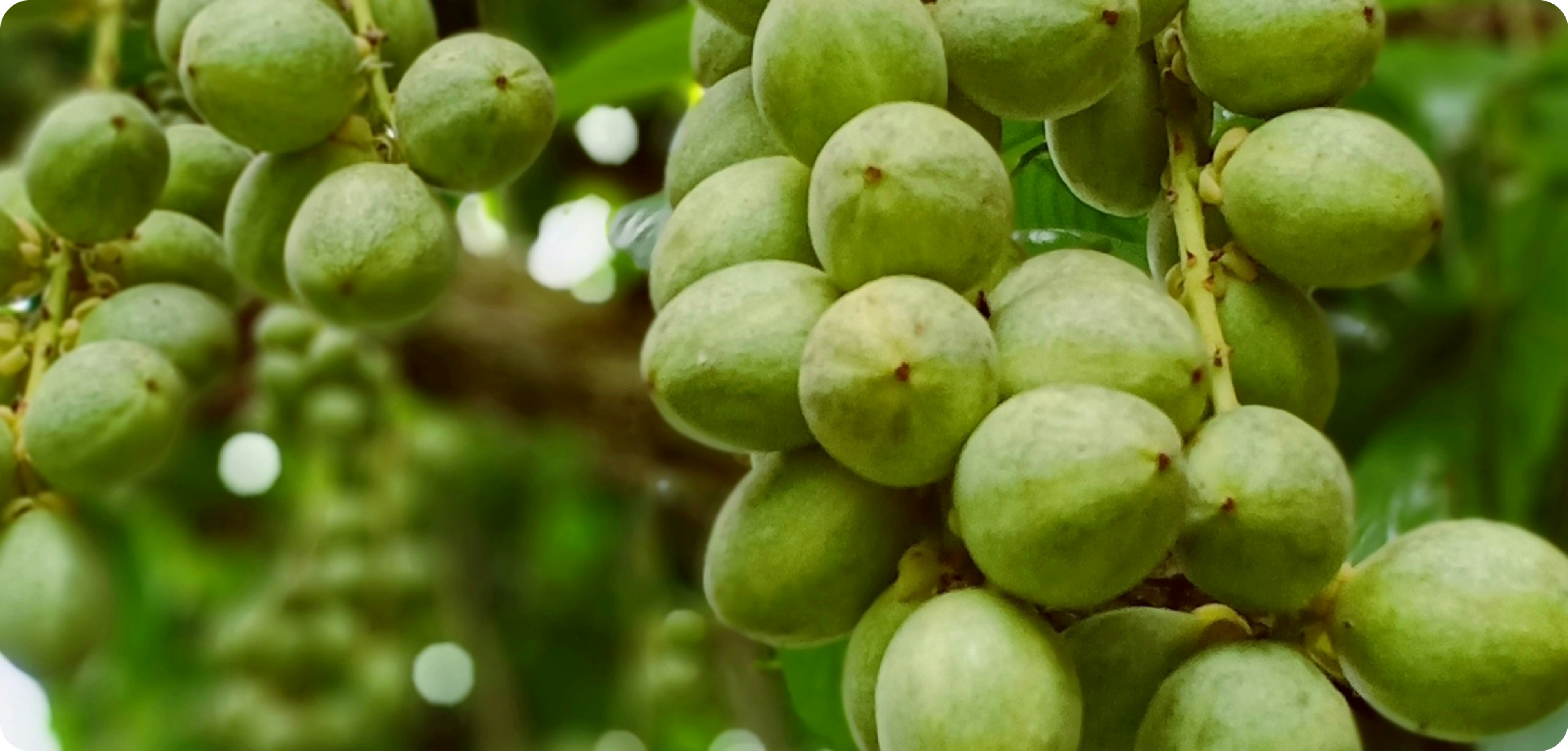 Shea Nuts