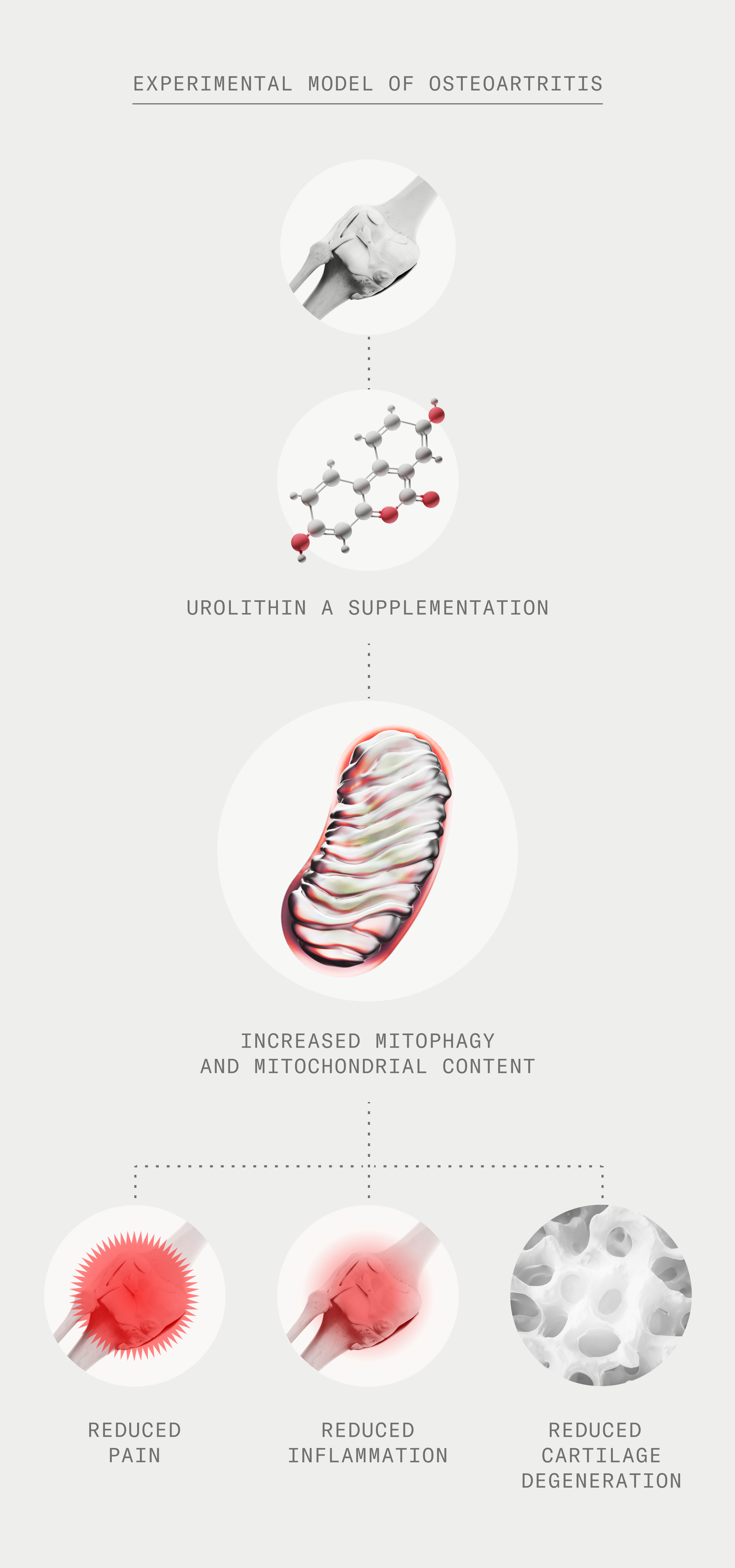 Experimental model
of Osteoarthritis. Treated with Urolithin A. Increased mitophagy
and mitochondrial content. Reduced pain, reduced inflammation and reduced cartilage degeneration.