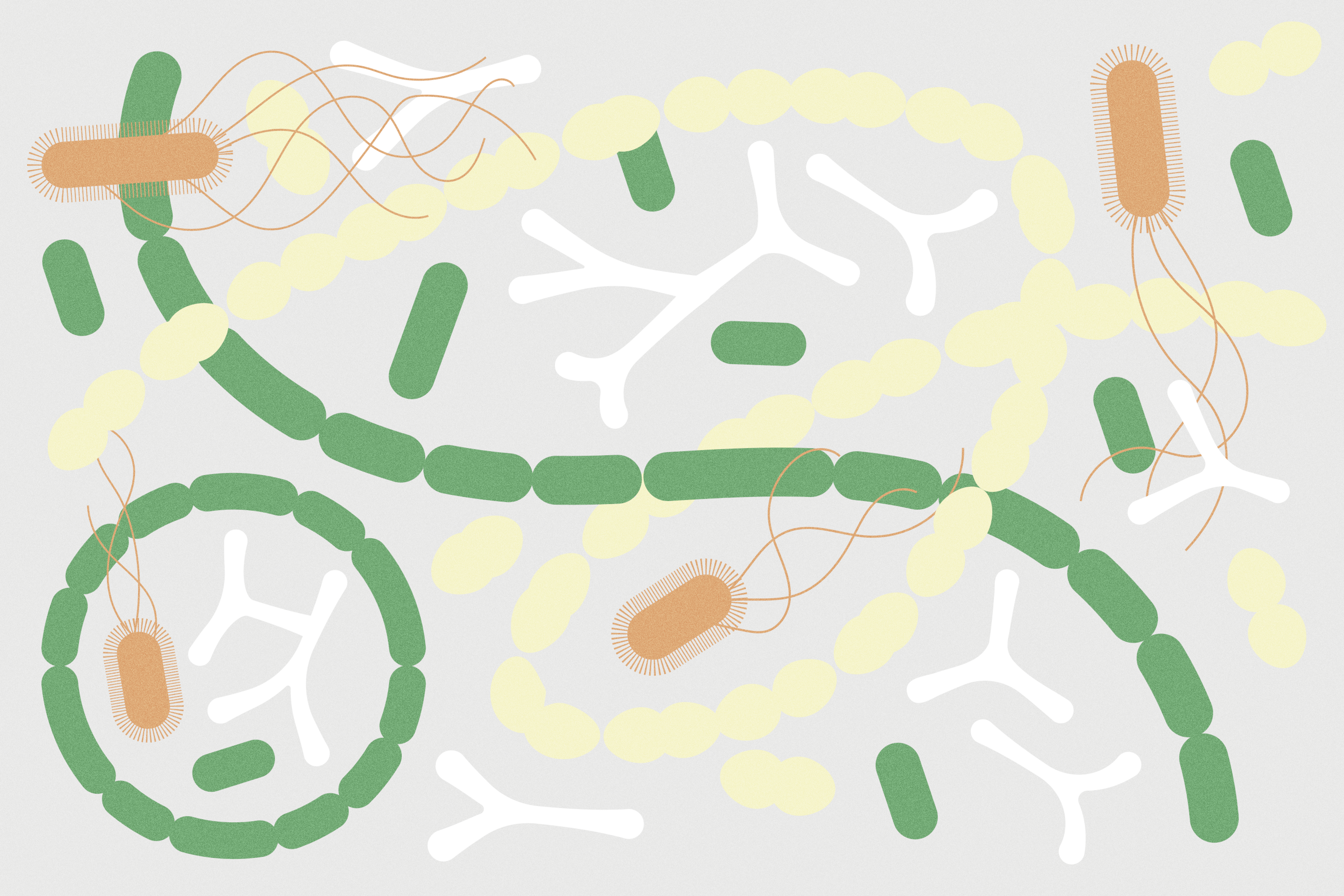 Graphic illustration of probiotic organisms