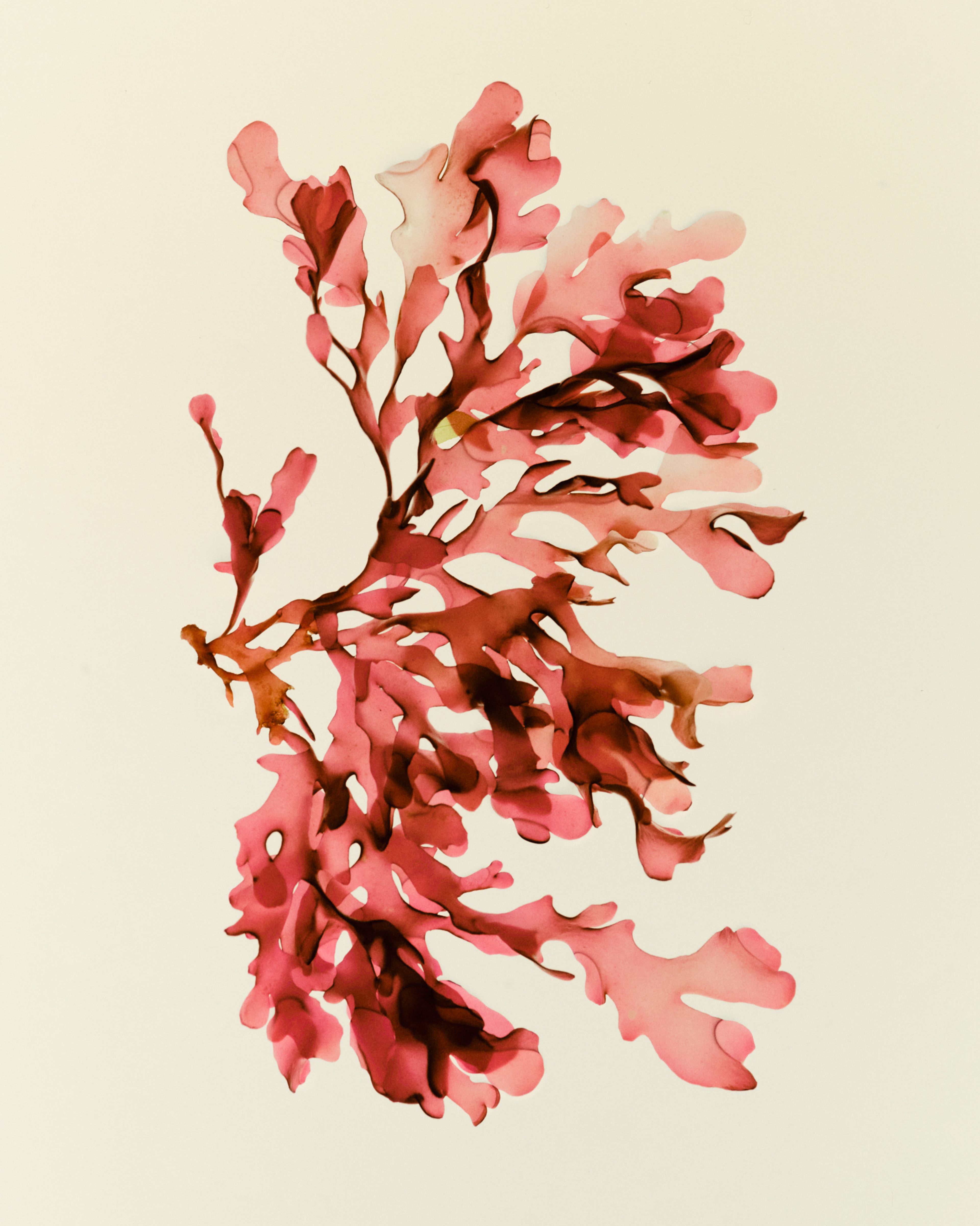 Red Algae ingredient