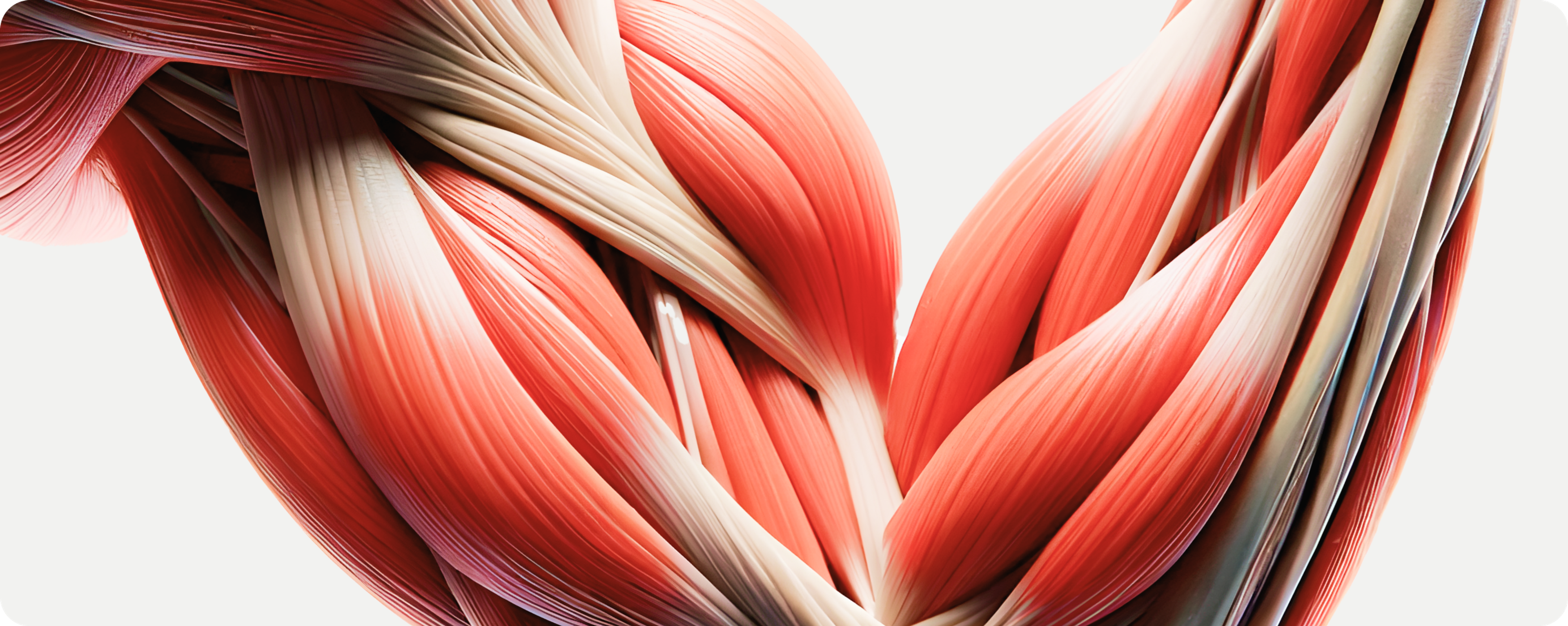 Muscle fibers