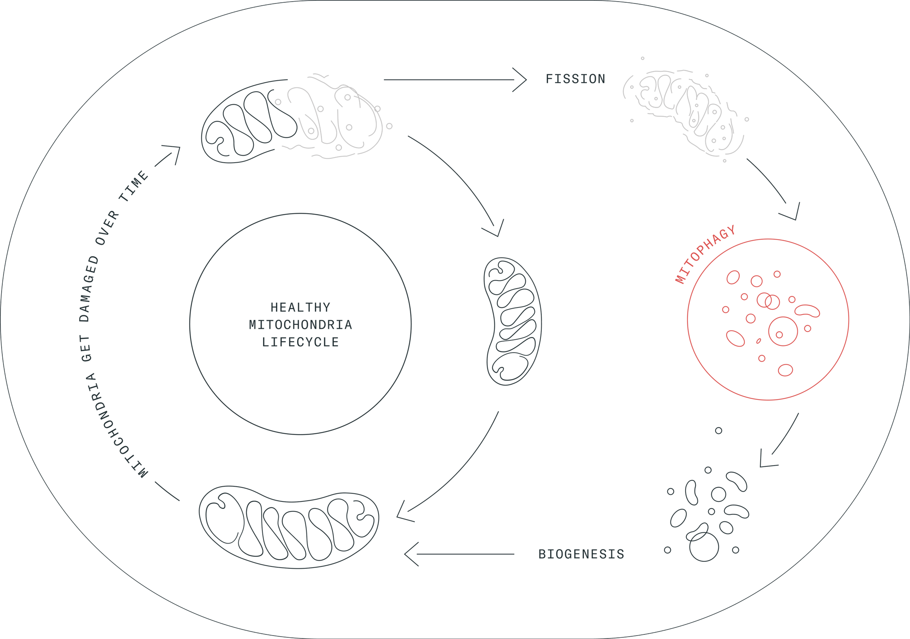 Mitophagy and biogenesis are key processes that are coordinated to maintain our cells healthy. (Image credit: Amazentis)