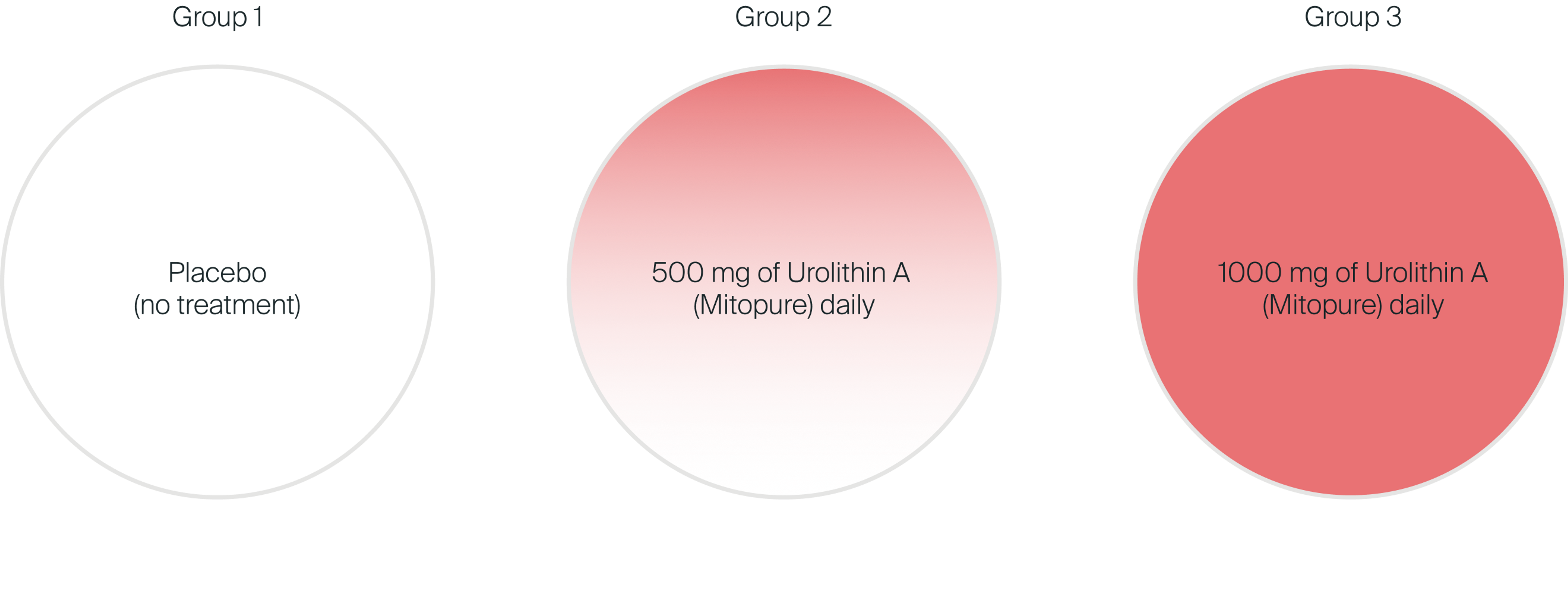 Control Group took placebo (no treatment), Group 2 took 500mg of Urolithin A (Mitopure) daily, Group 3 took 1000mg of Urolithin A (Mitopure) daily