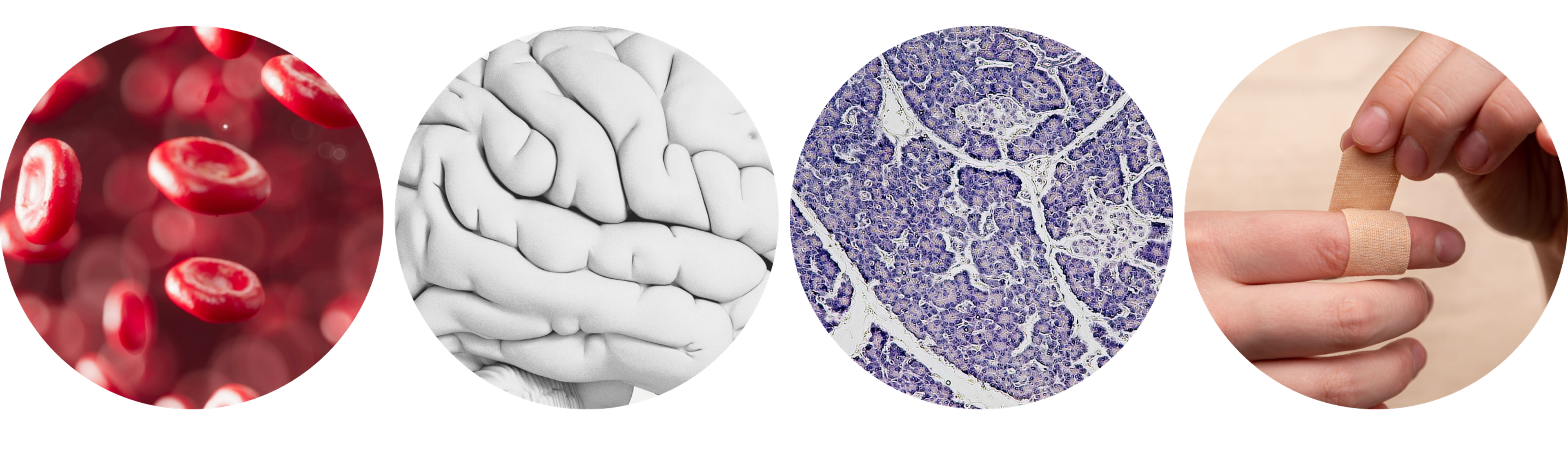 Blood cells, Brain tissue, Panchreas, wound healing