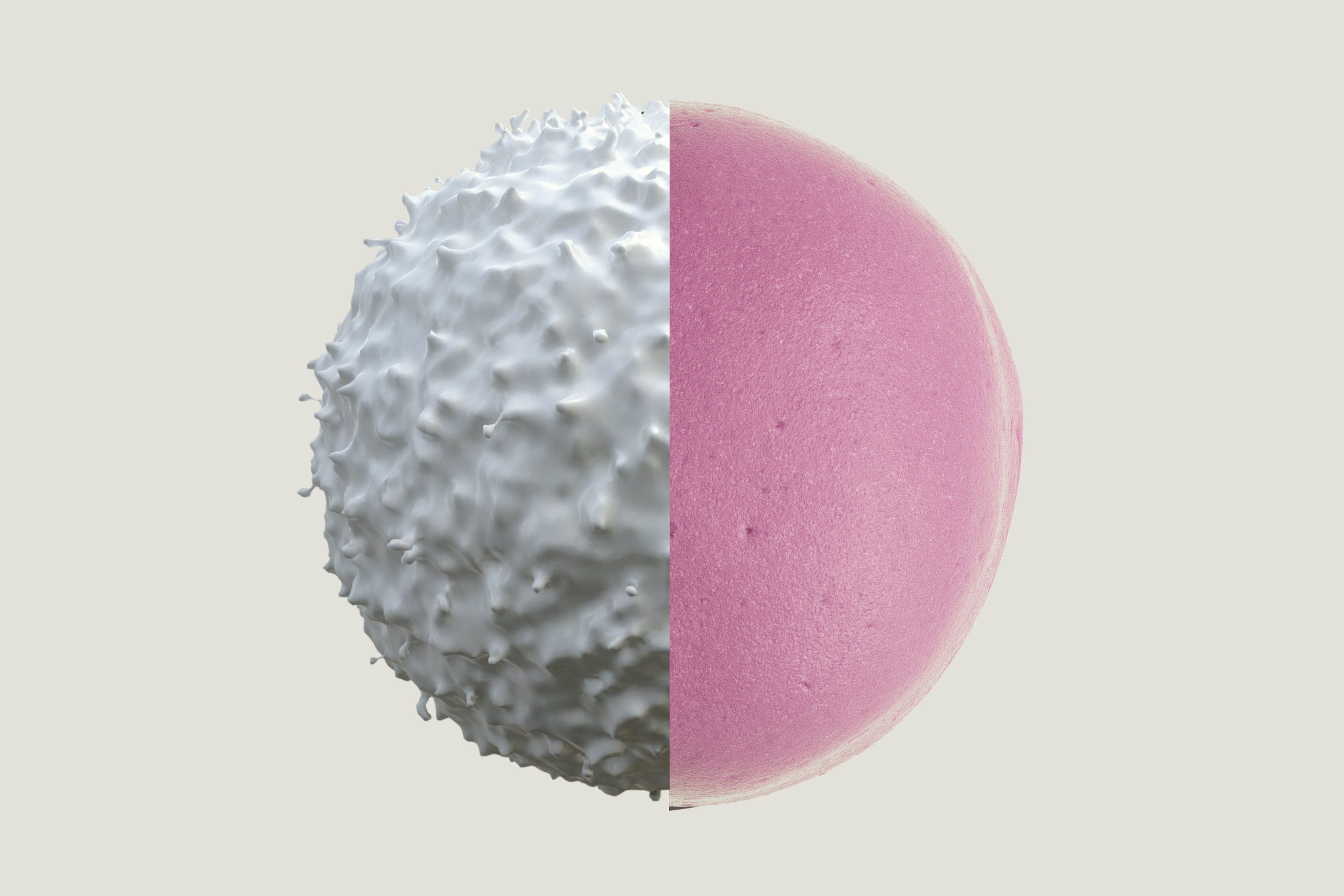 Mitopure gummies and Immune cells