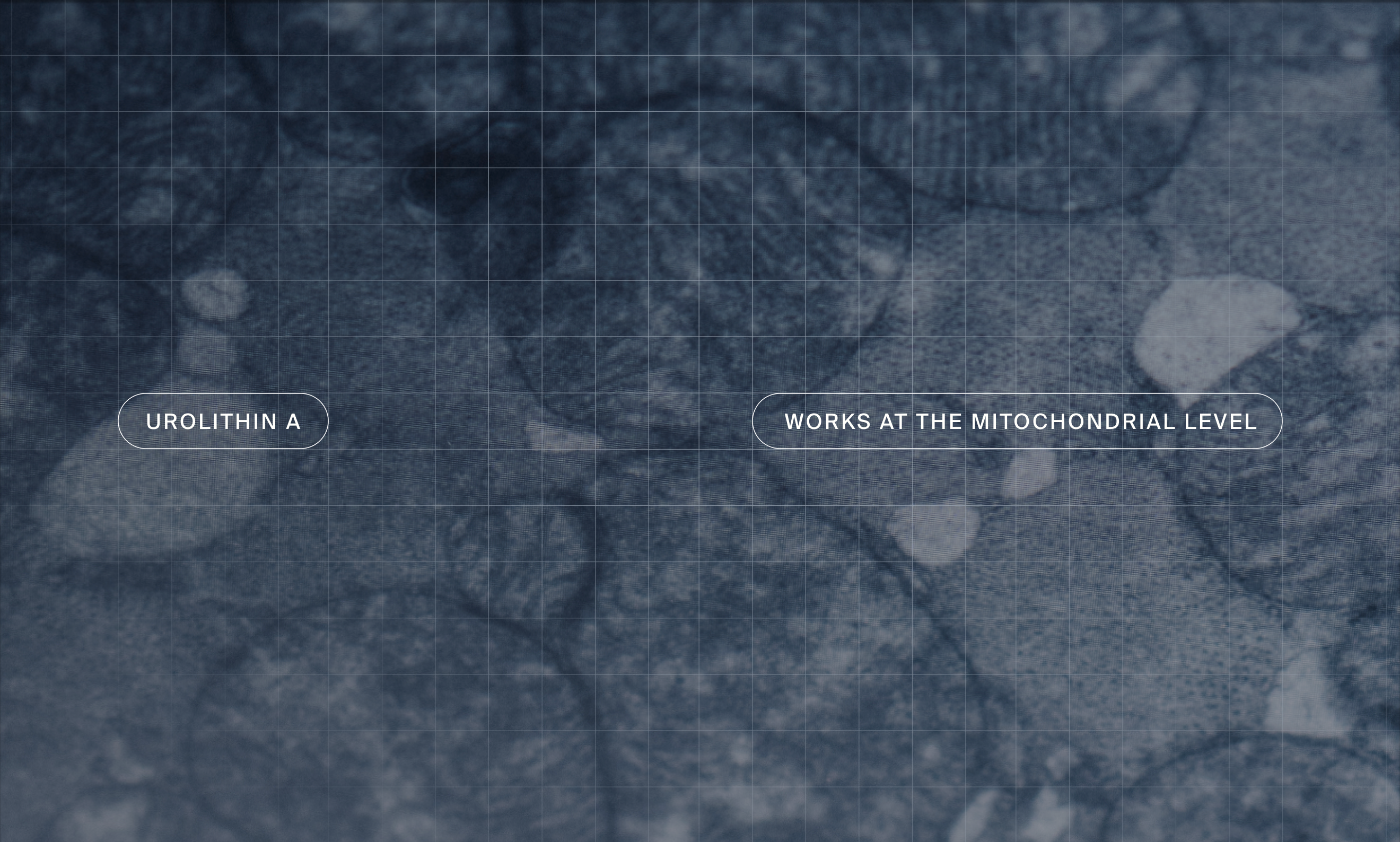 Mitochondria under the microscope