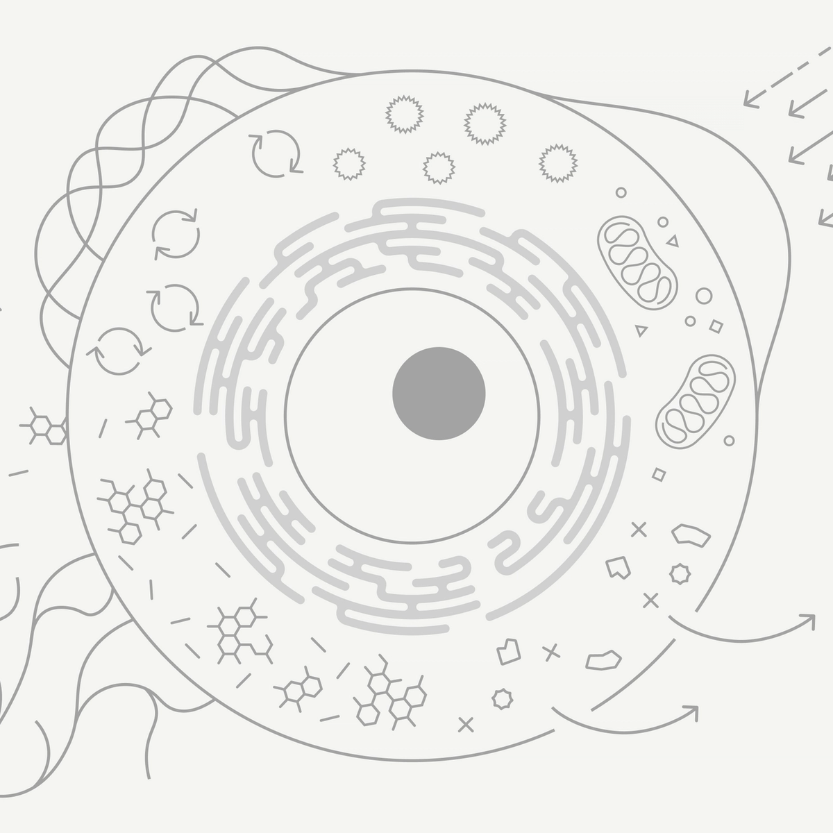 THE AUTOPHAGY TIMELINE WHAT IT IS AND HOW IT WORKS intelligence overview