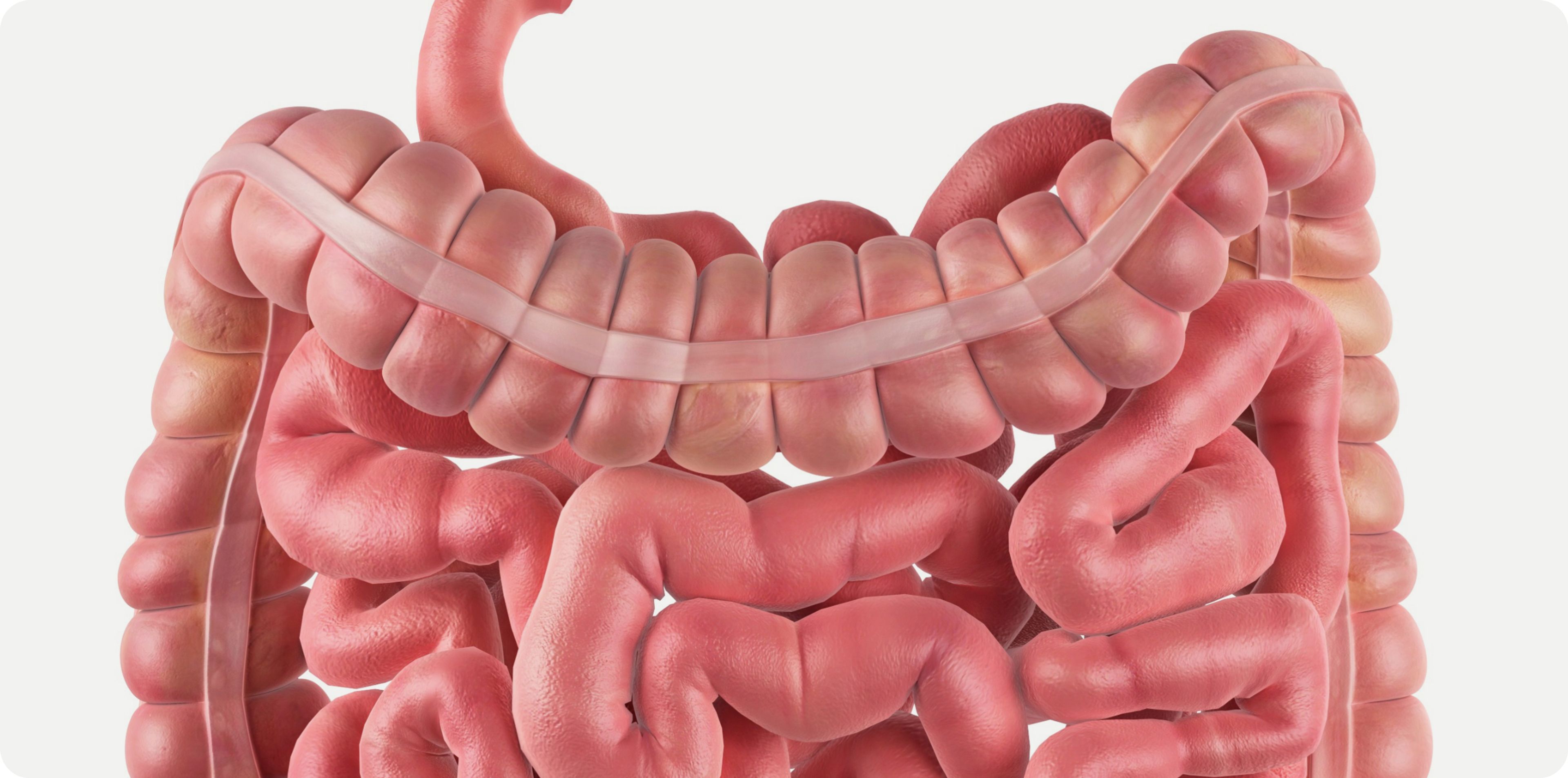 Gut Health: The Microbiome's Role in Longevity