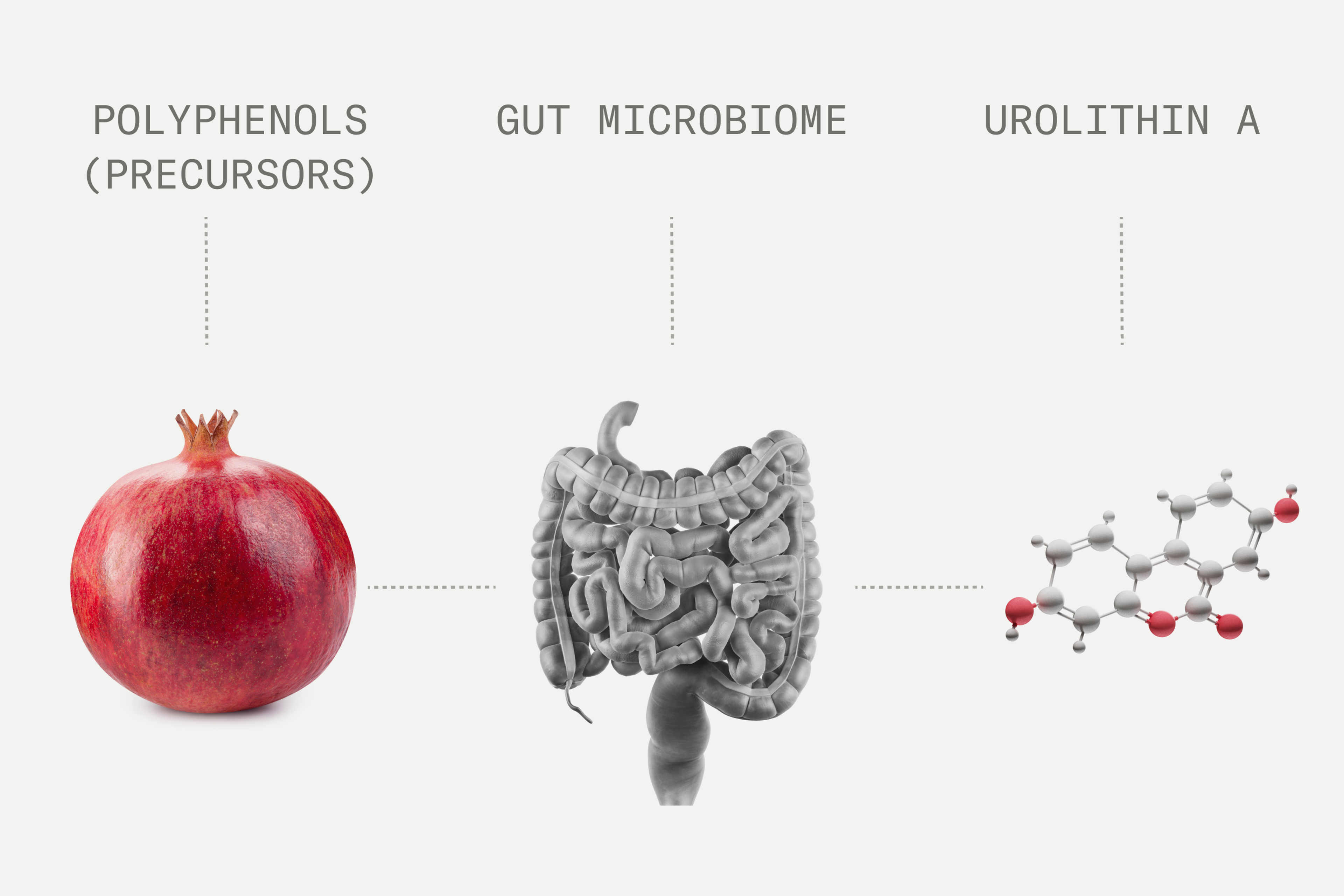 Where does Urolithin A Come From?