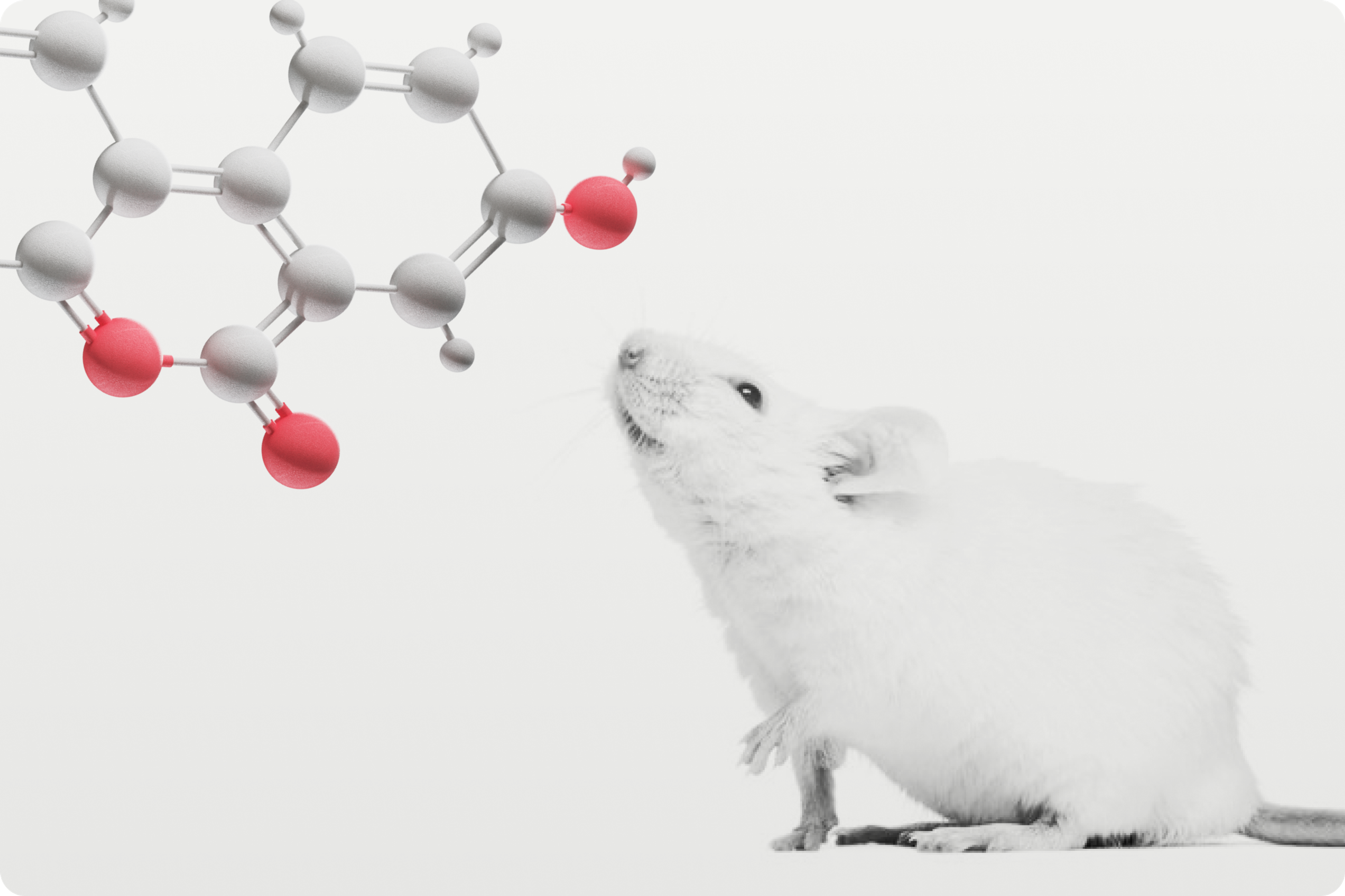 Urolithin A Molecule and a Lab Mouse
