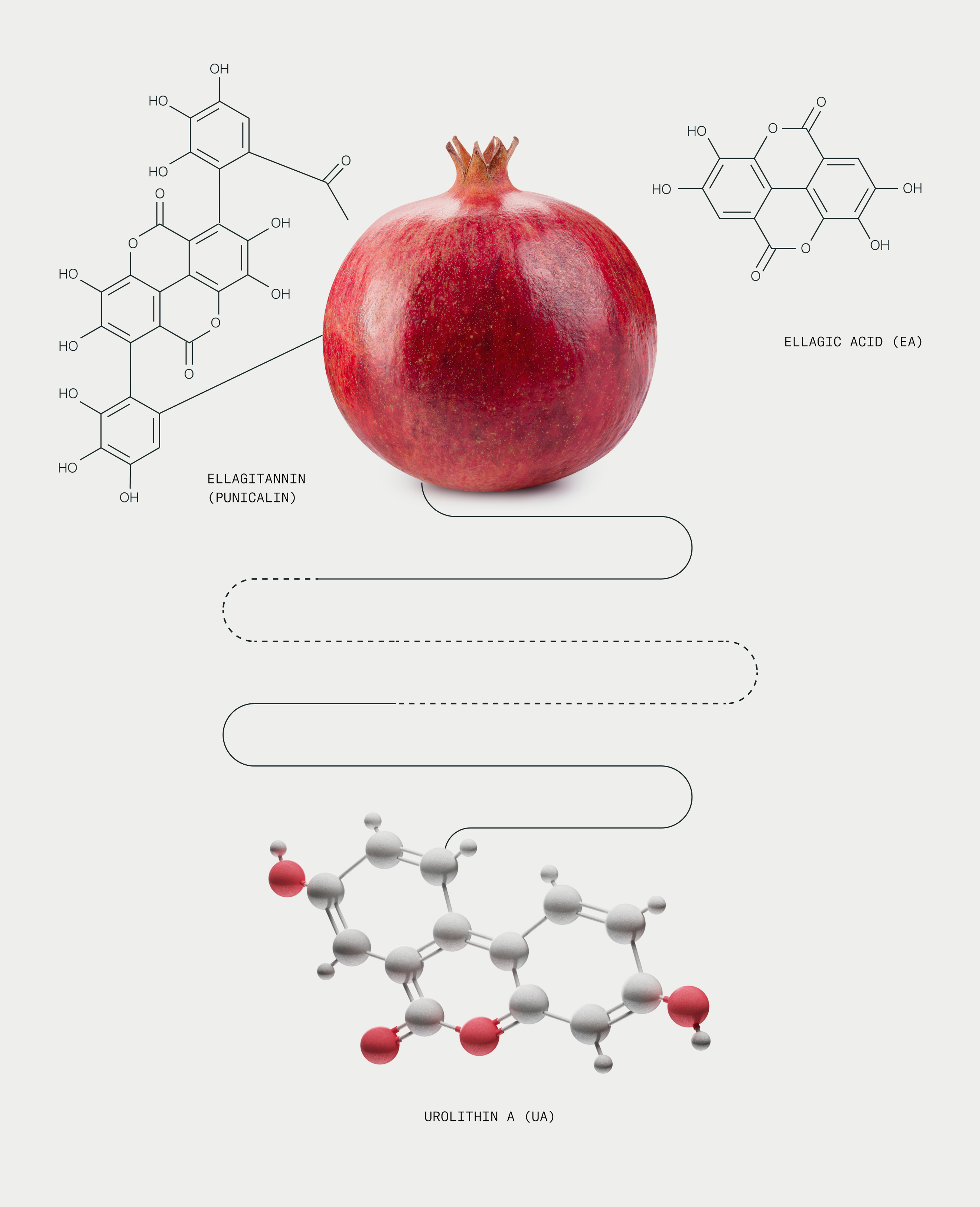 How Urolithin A is produced by the body