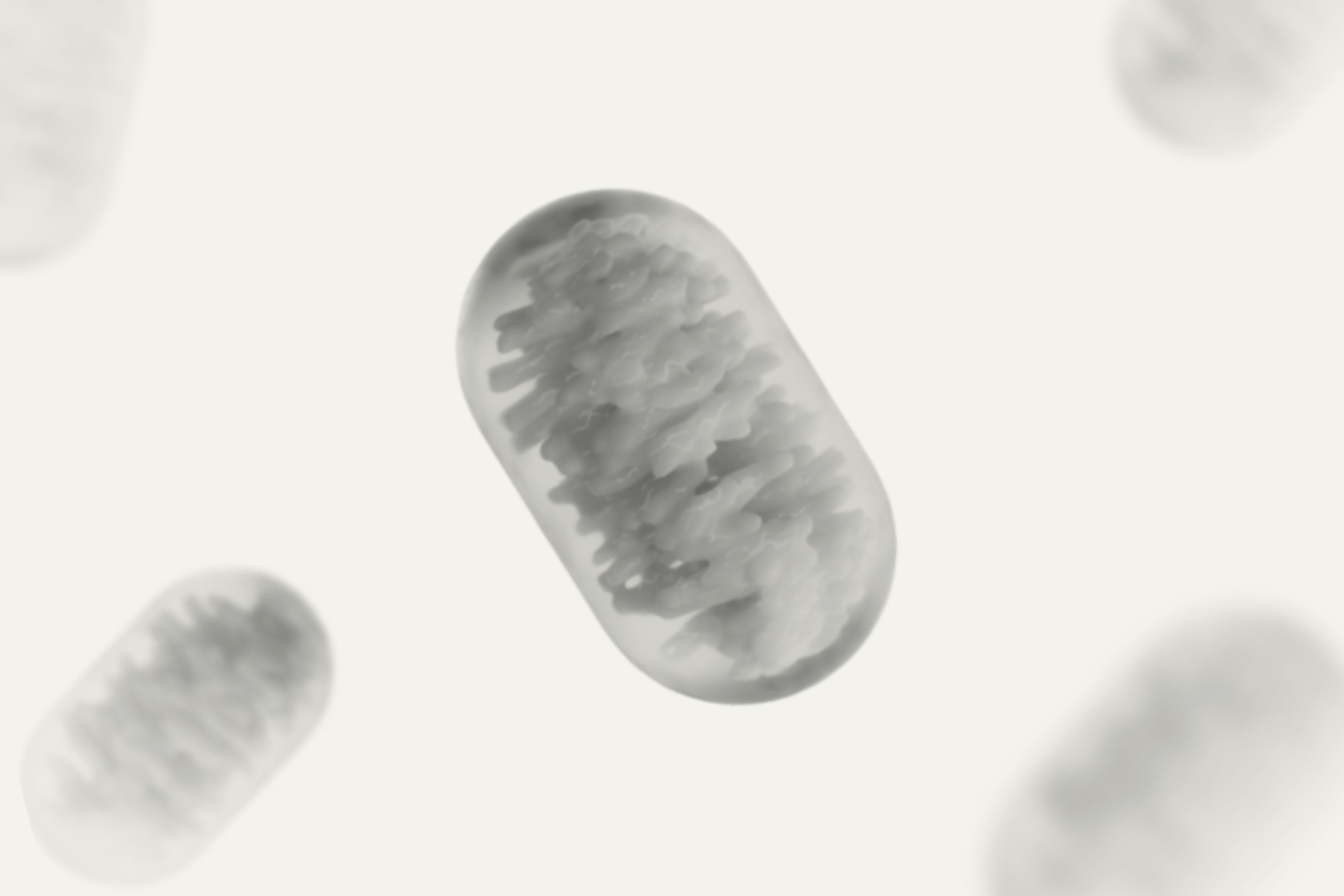 mitochondria