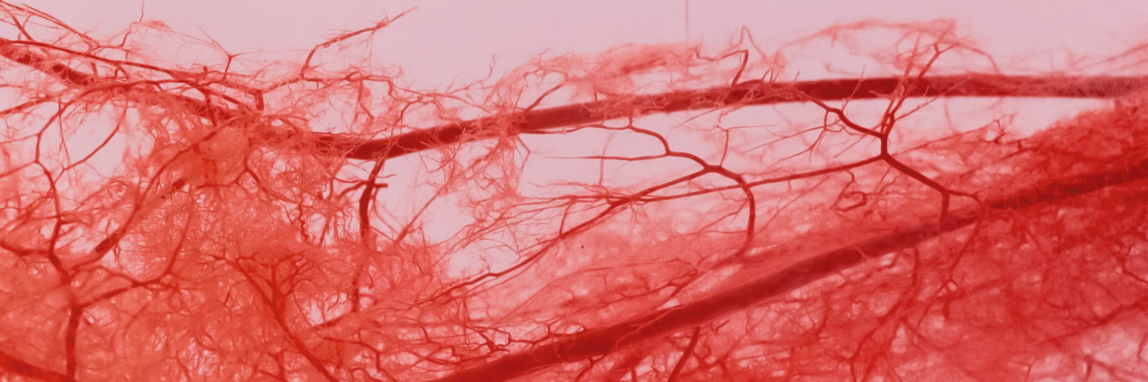 Blood vessels