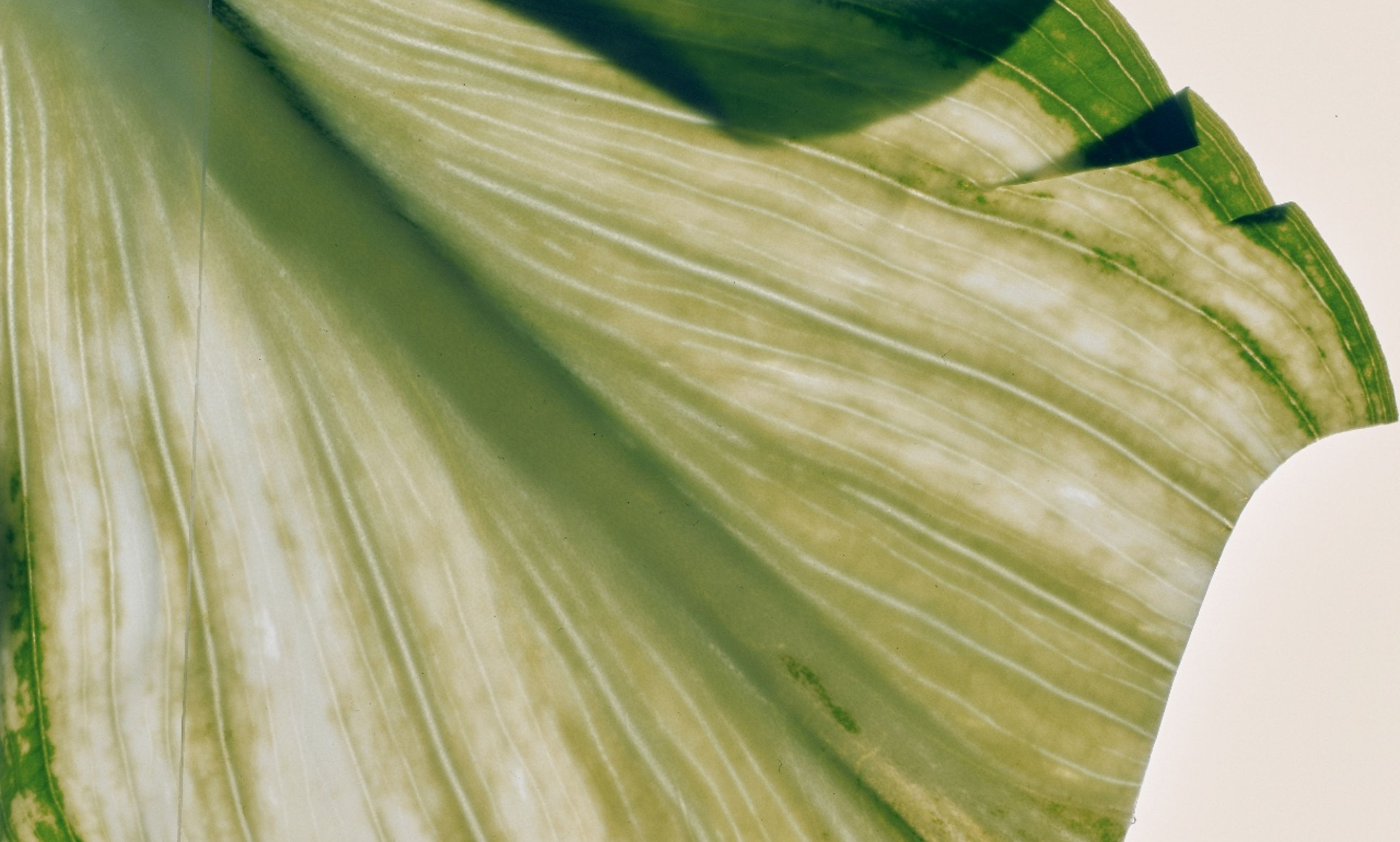 Green leaf