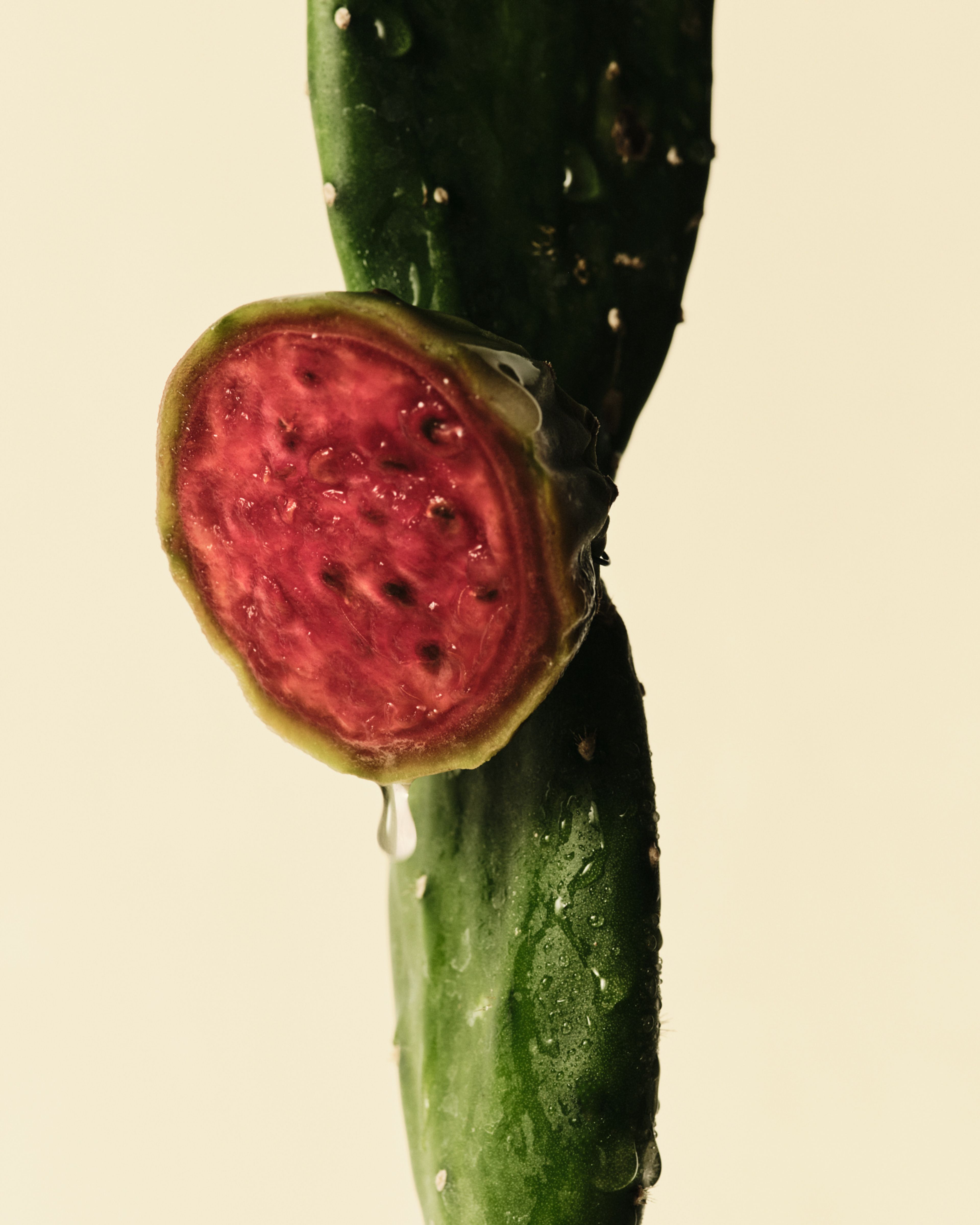 Prickly Pear Extract ingredient