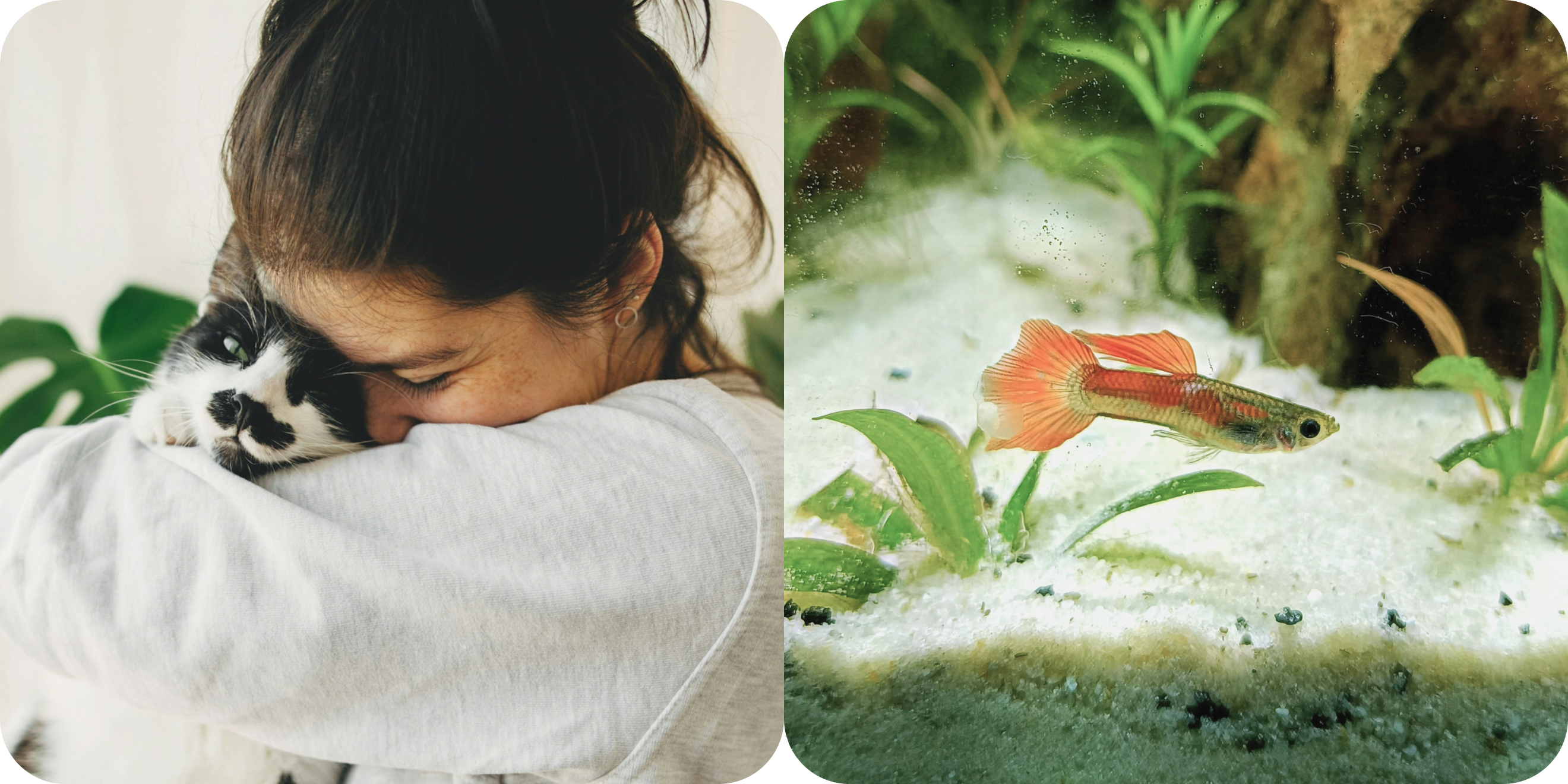 Do Owning Cats and Other Types of Pets Have Health Benefits?